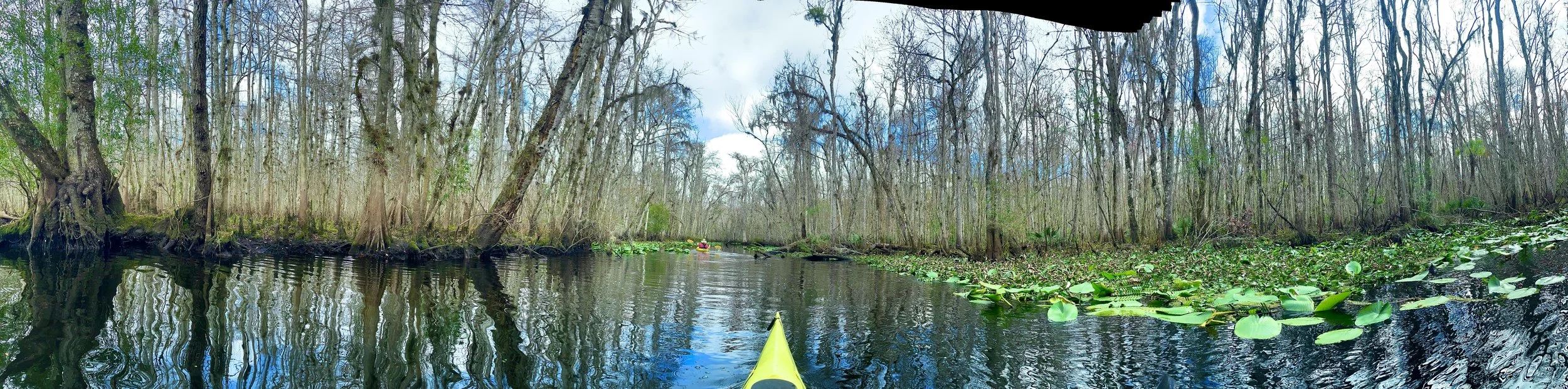 A person kayaking through a waterway surrounded by tall, leafless trees with some green leaves and floating lily pads.