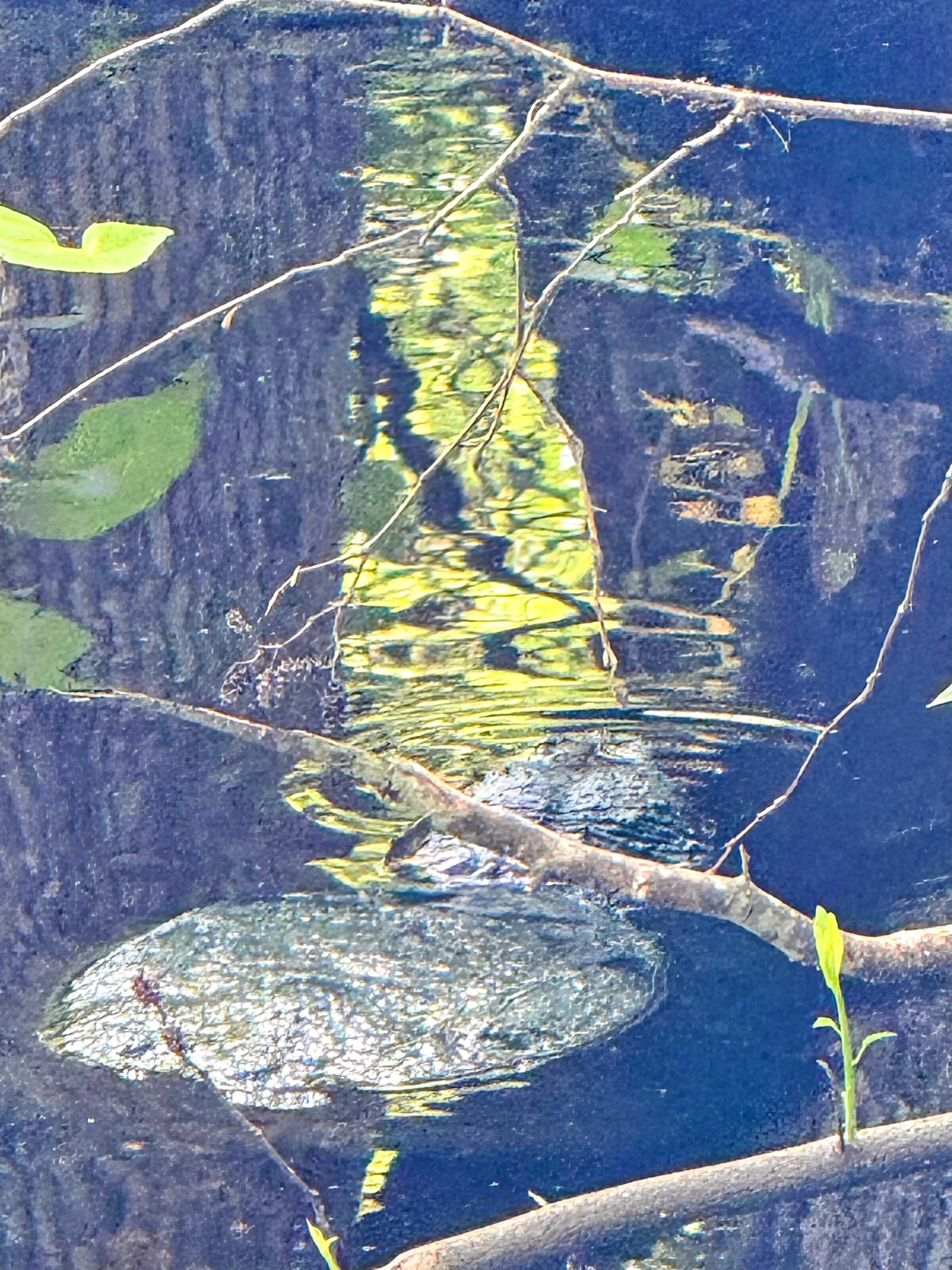 Close-up of a snapping turtle with floating leaves, including lilies, with reflections of trees and sky on the water surface.