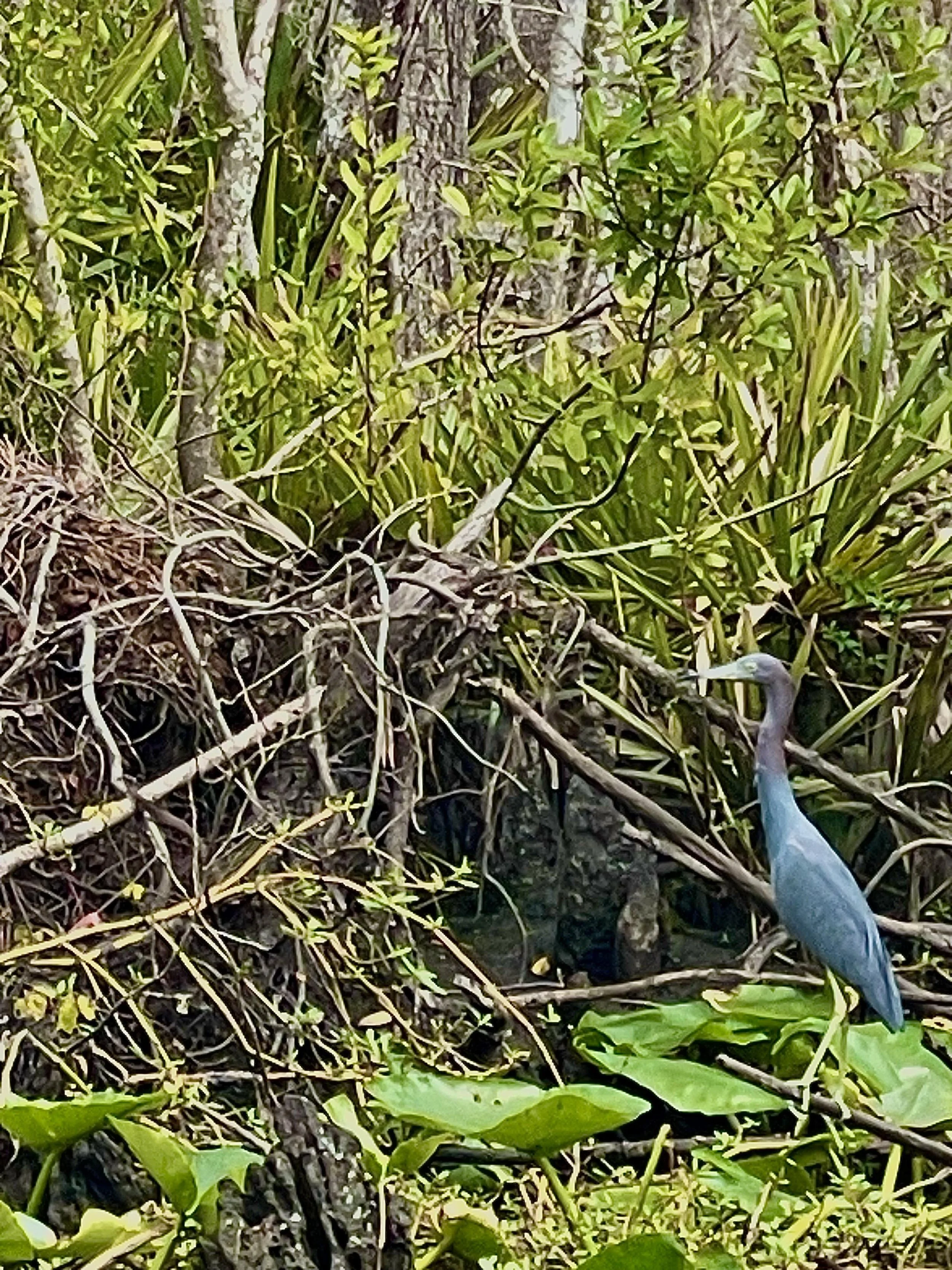 A heron standing among green plants and branches in a wetland area.