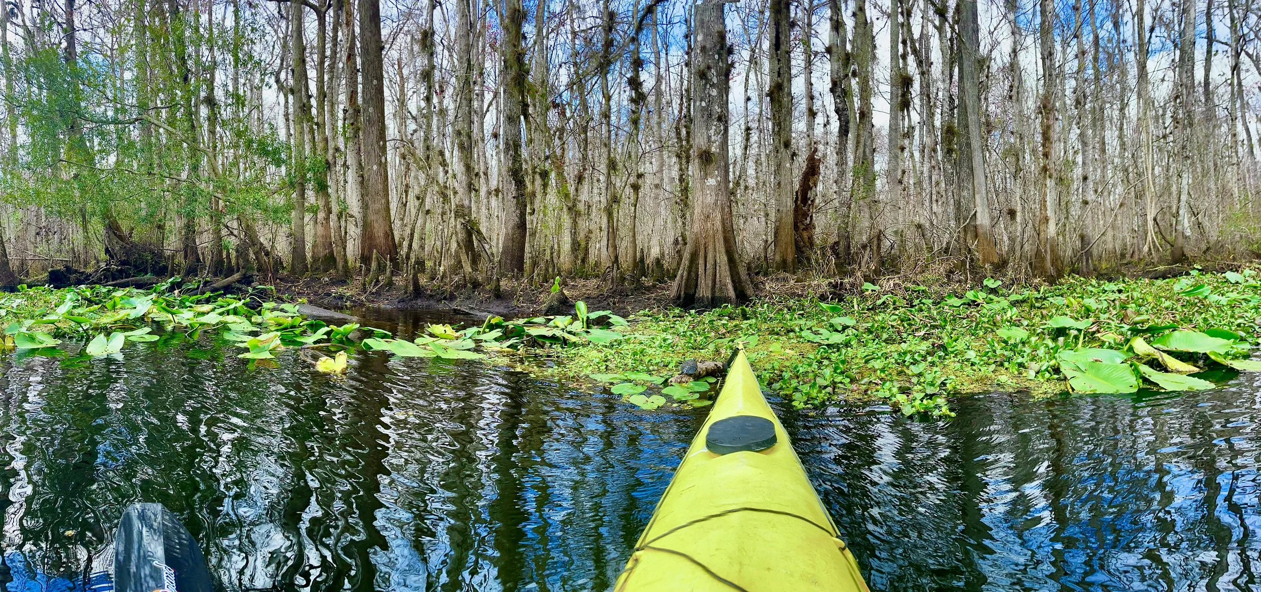 Yellow kayak on water with green lily pads and tall trees in the background.