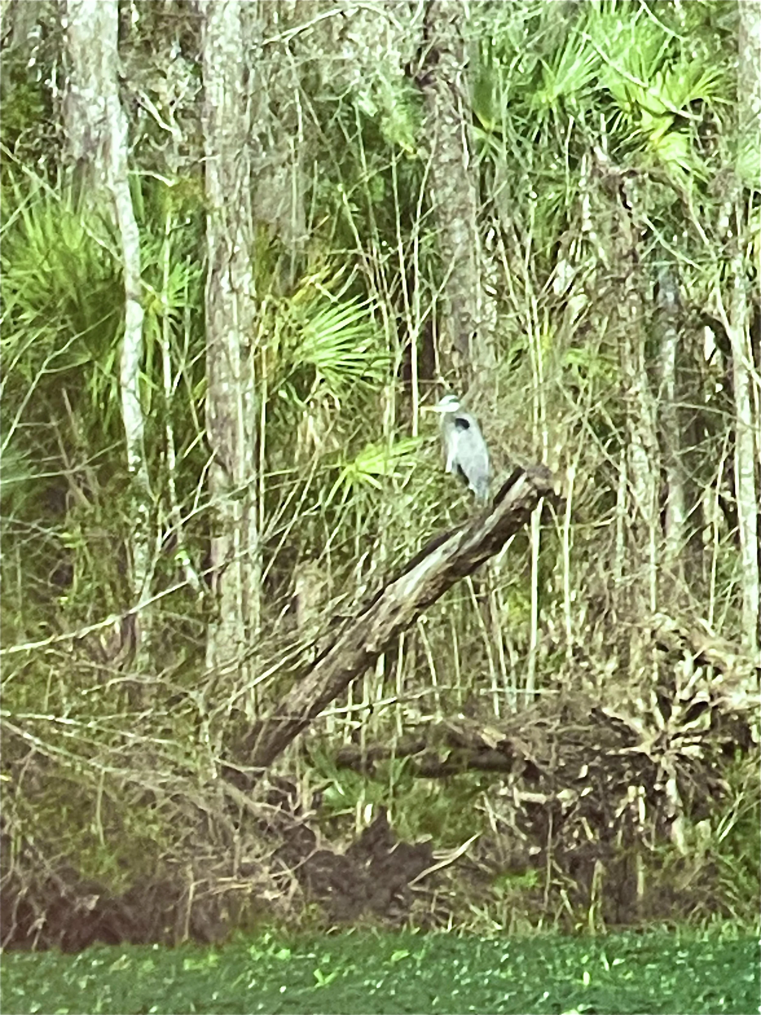 A bird perched on a branch in a dense forest with tall trees and green foliage.