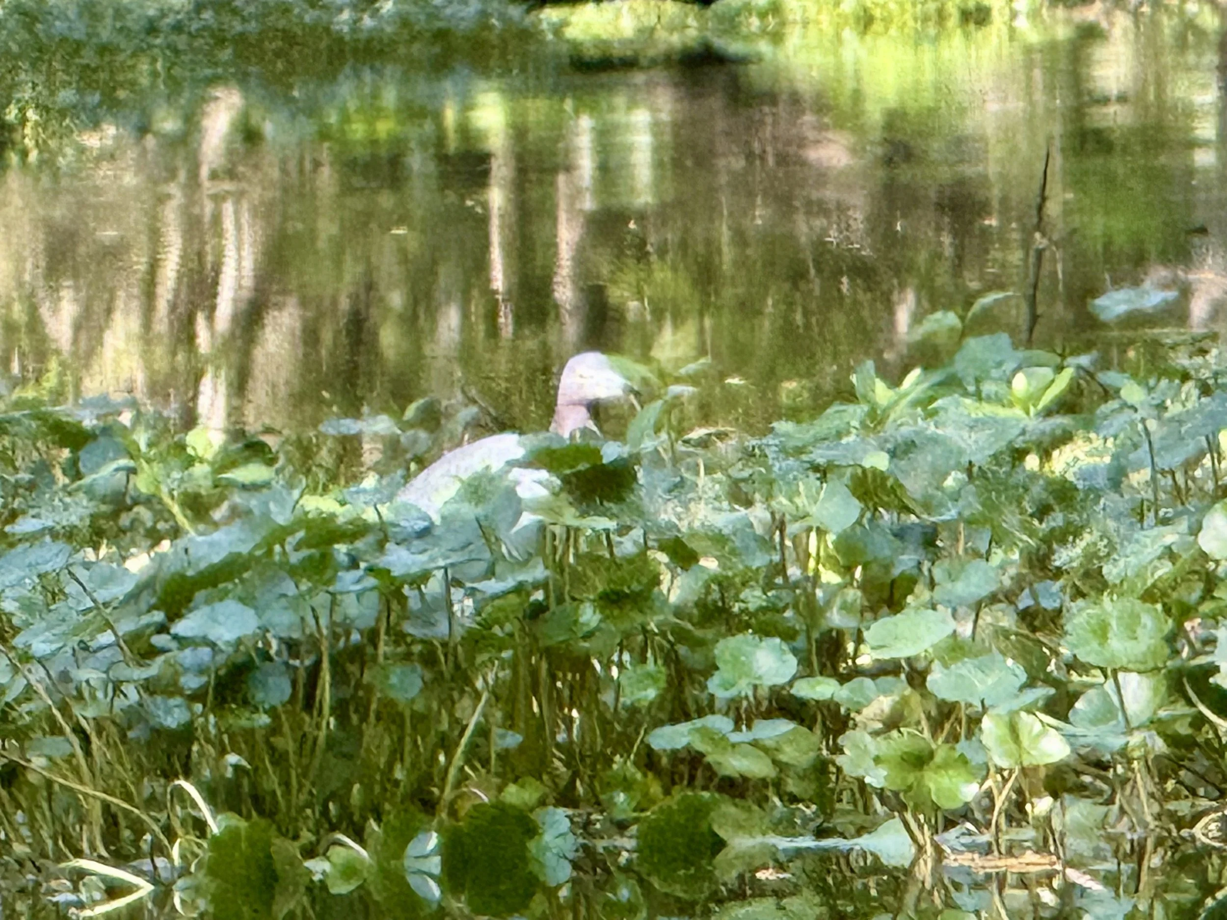 Duck swimming among green aquatic plants on a pond with reflections of trees on the water surface.