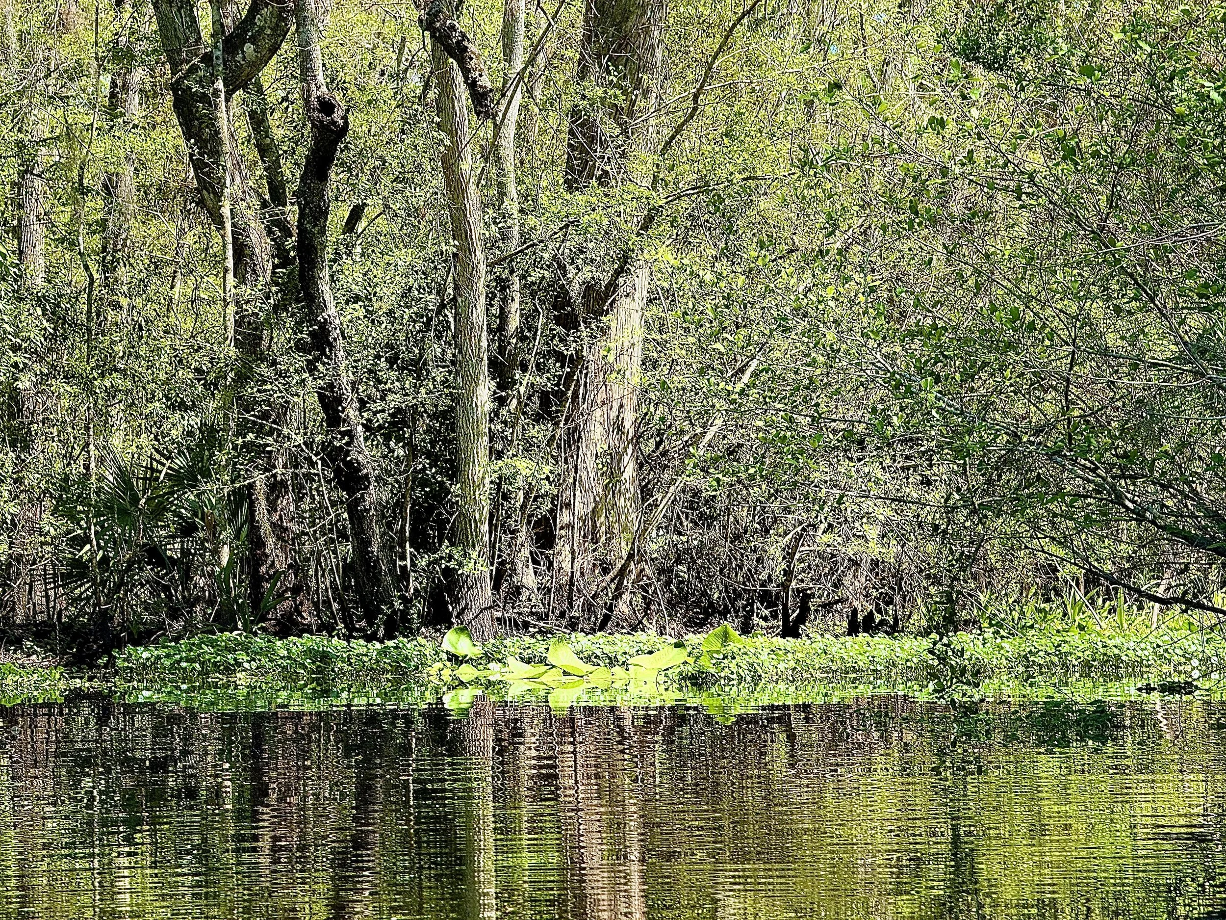A swamp with water plants and trees in a dense green forest