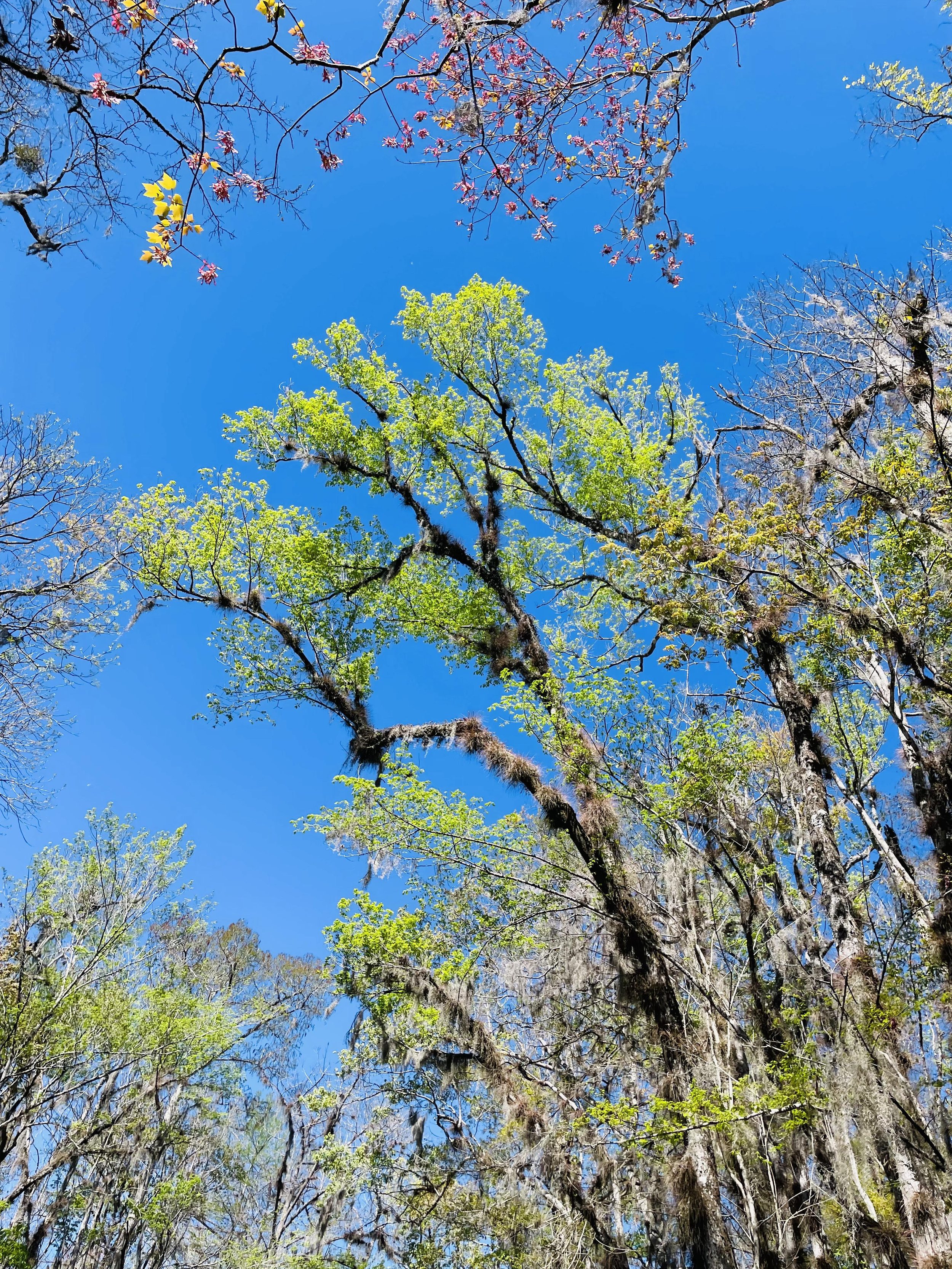 Tall trees with green leaves and moss hanging from branches under a bright blue sky.