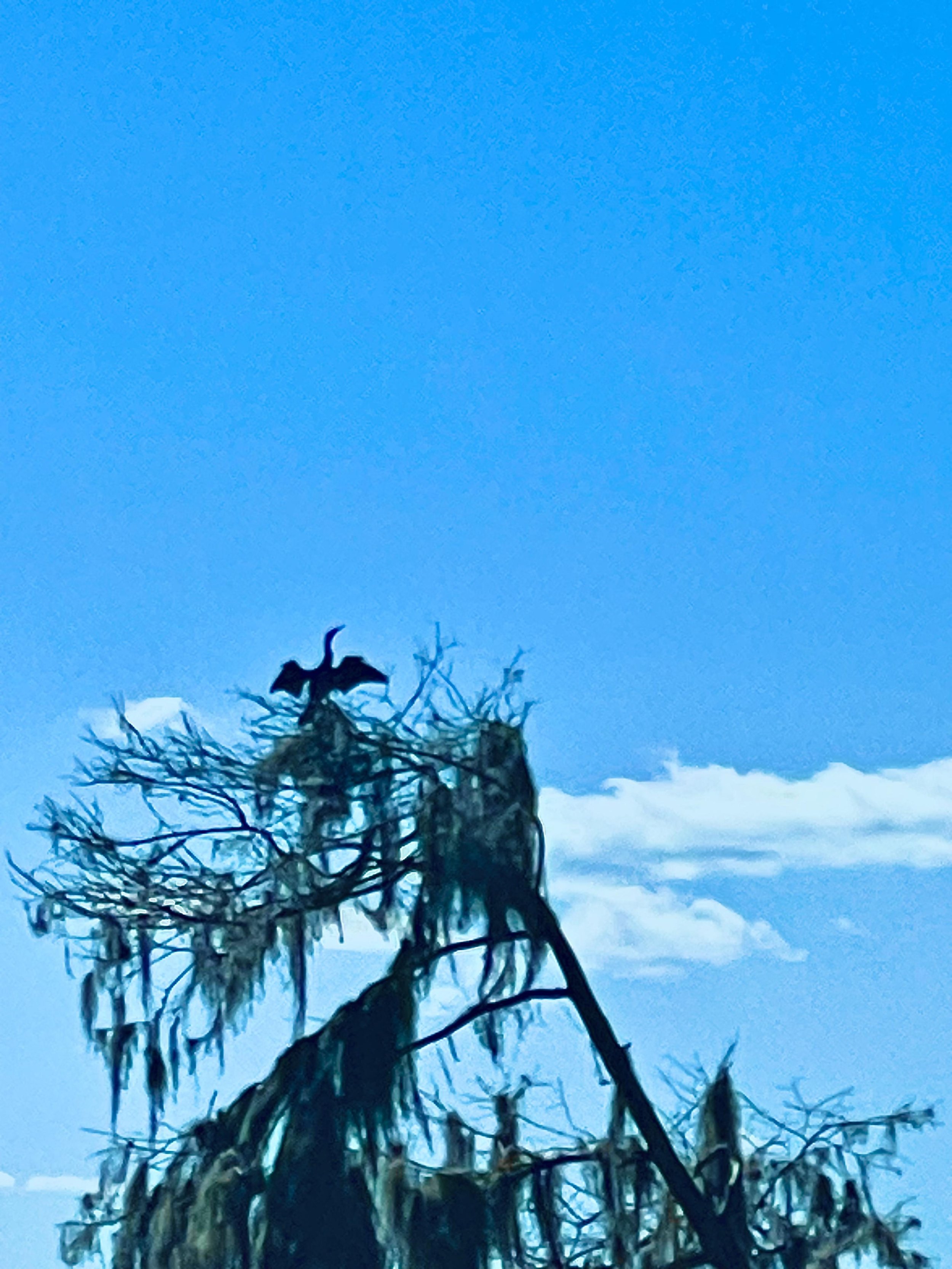 A silhouette of a tree with sparse branches and hanging moss against a bright blue sky with a few clouds.