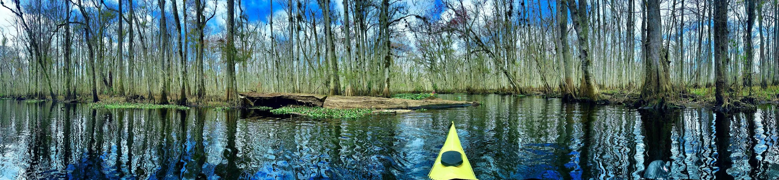 View from a yellow kayak on a calm waterway through a swamp with tall trees, some fallen logs, and floating green plants.