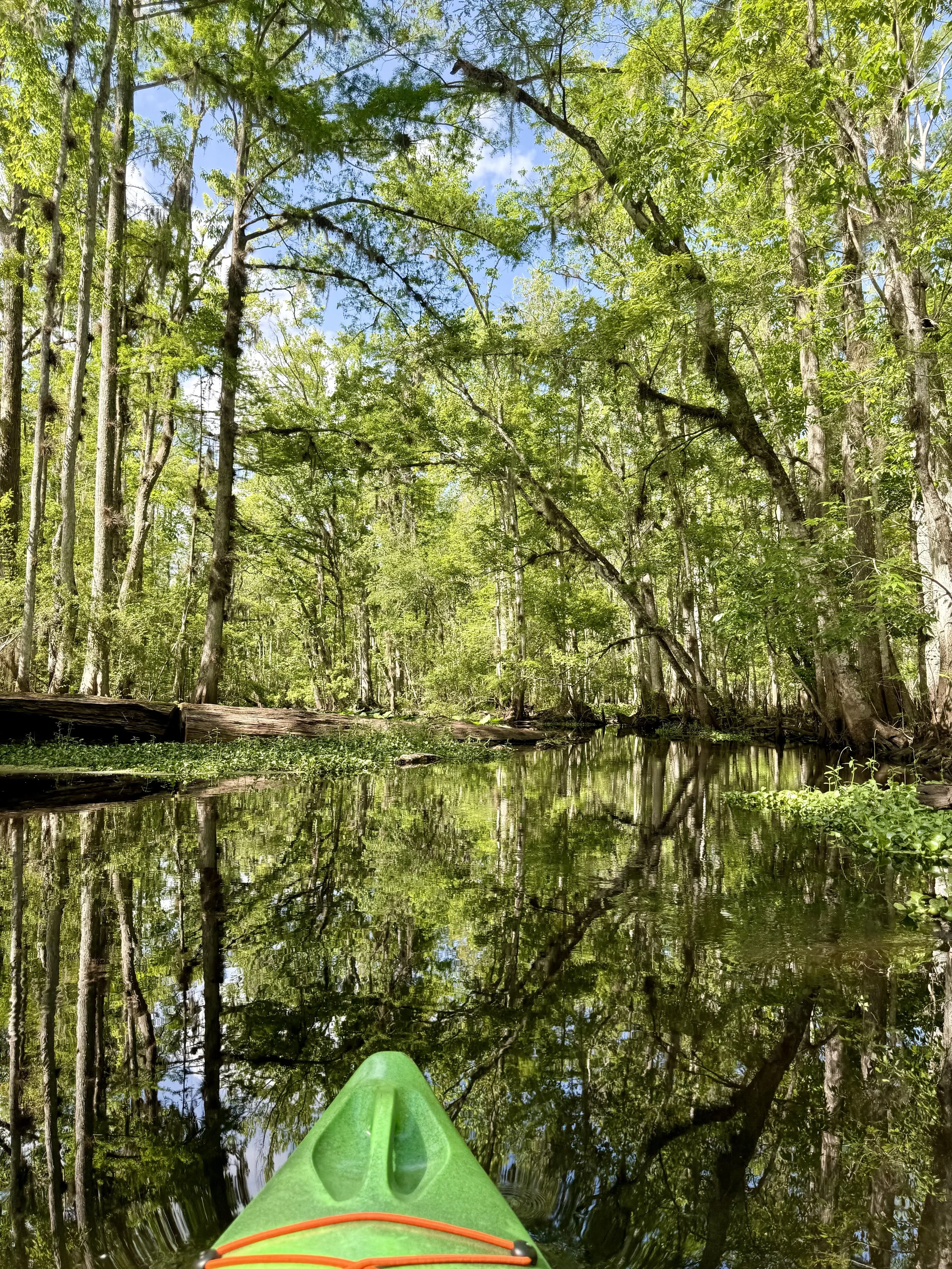 From the perspective of someone in a green kayak, floating on a calm, reflective river surrounded by lush green trees in a dense forest.