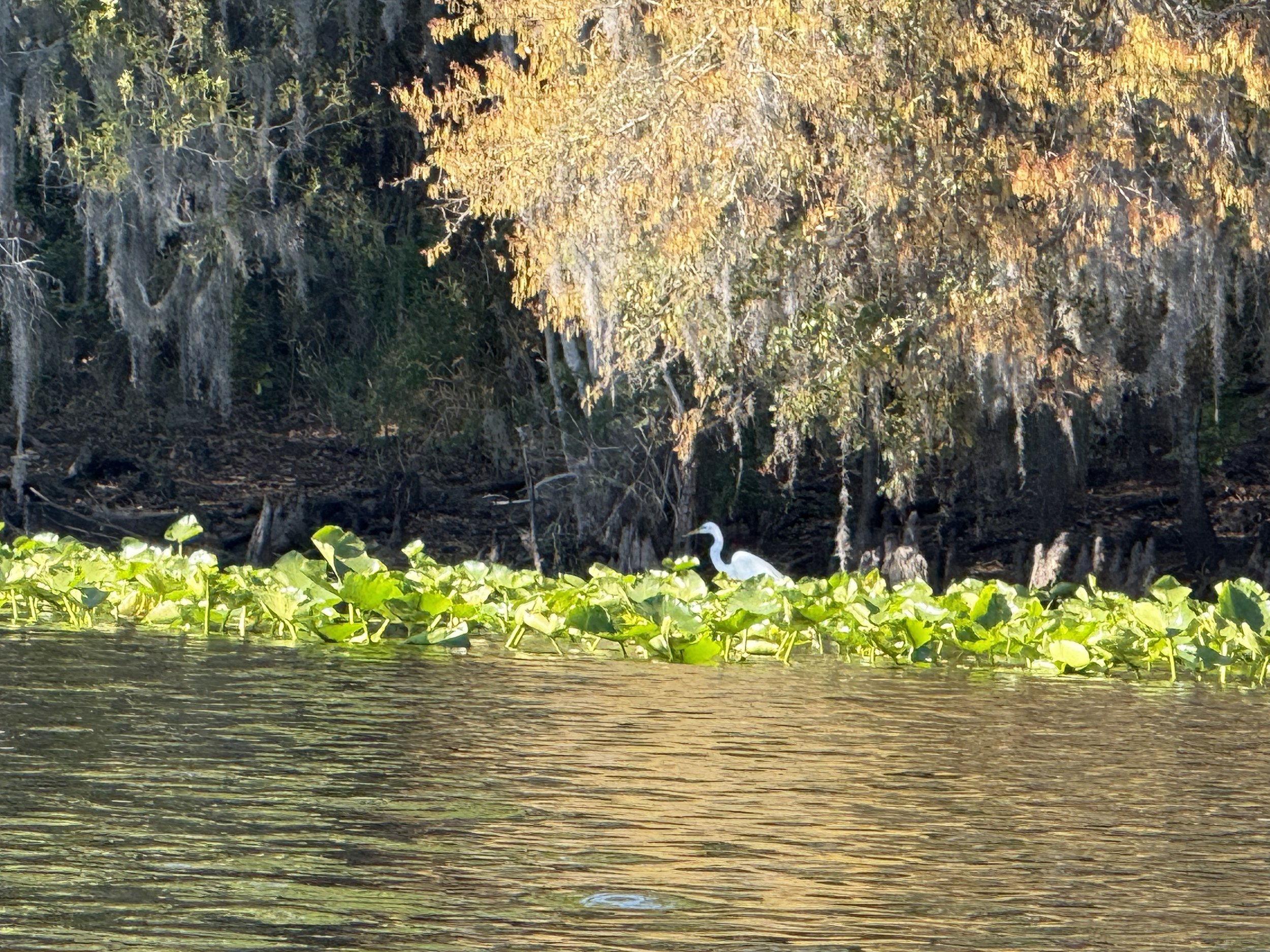 A heron standing in a body of water surrounded by green aquatic plants with a wooded area in the background.