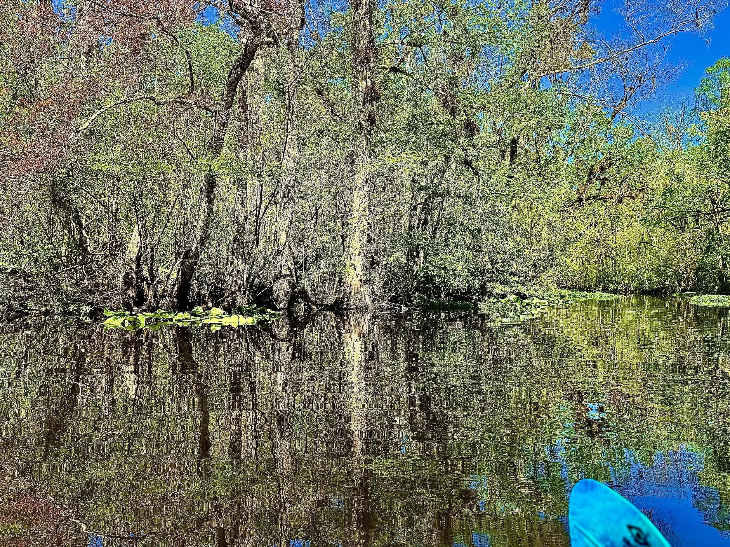 A serene swamp scene with water reflecting trees and a bright blue sky, with a portion of a blue kayak paddle visible in the lower right corner.