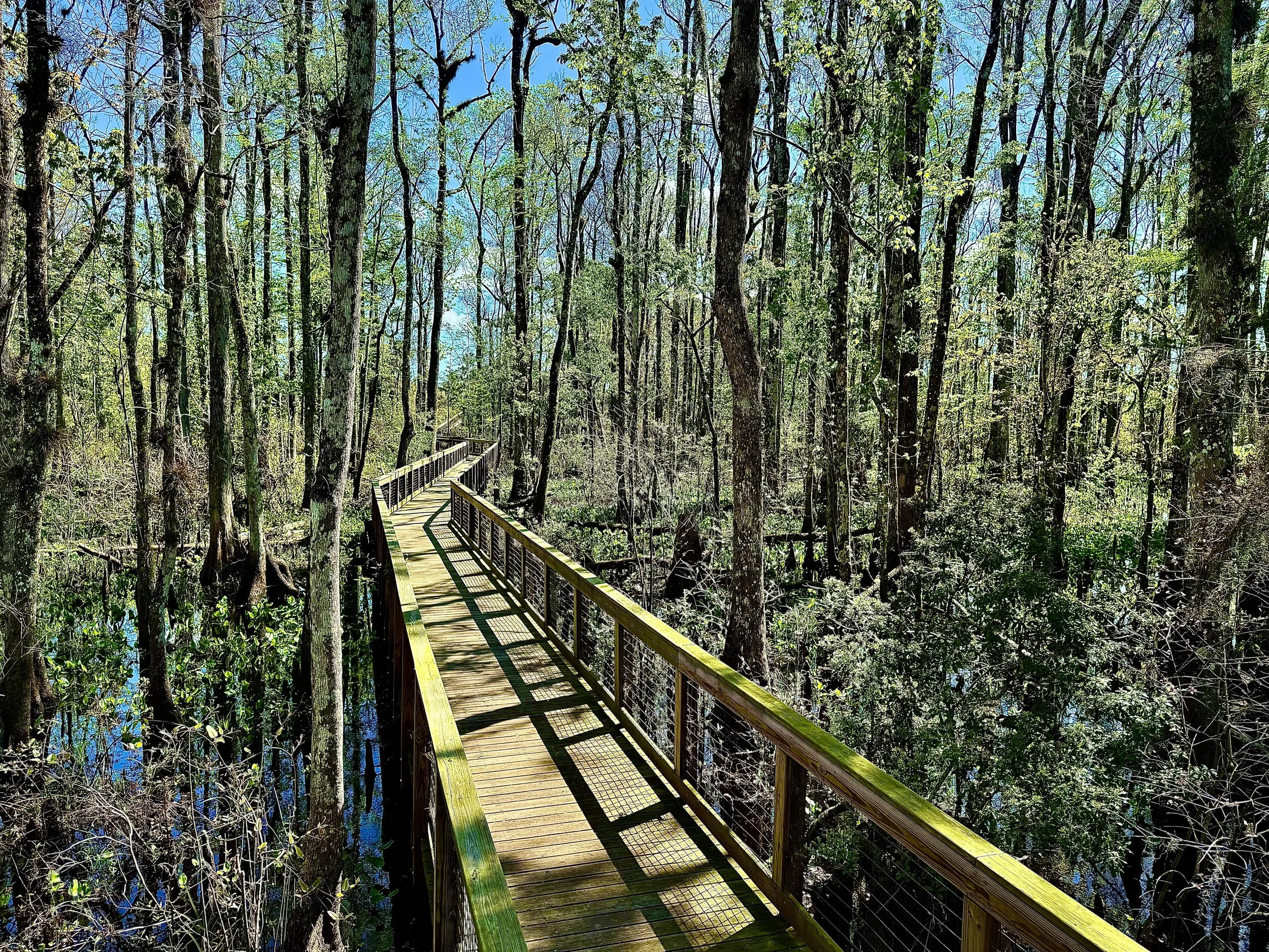 Wooden pathway through a swampy forest with tall trees and a bright blue sky.