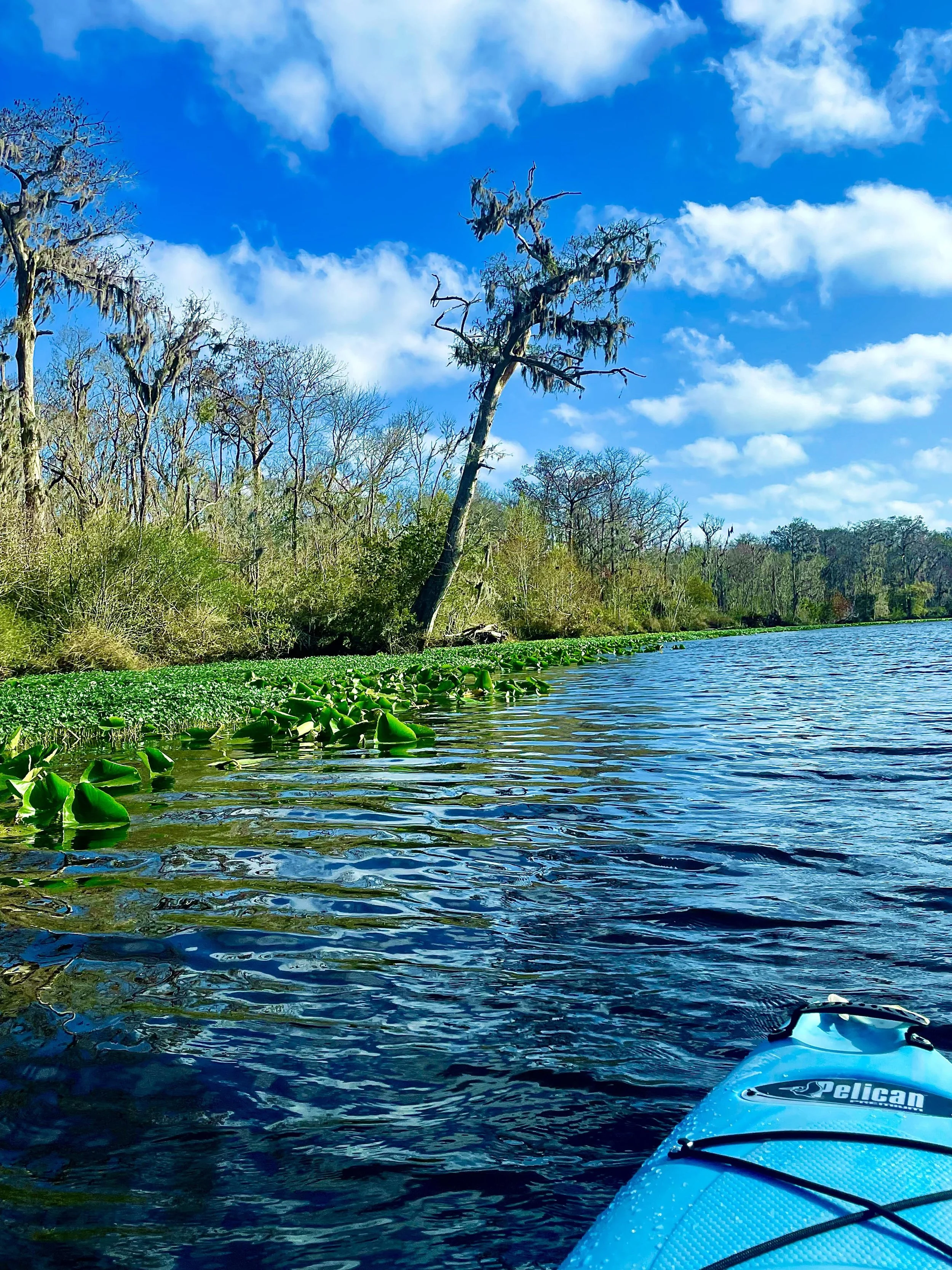 View from a kayak on a lake with water lilies, trees, and a partly cloudy sky.