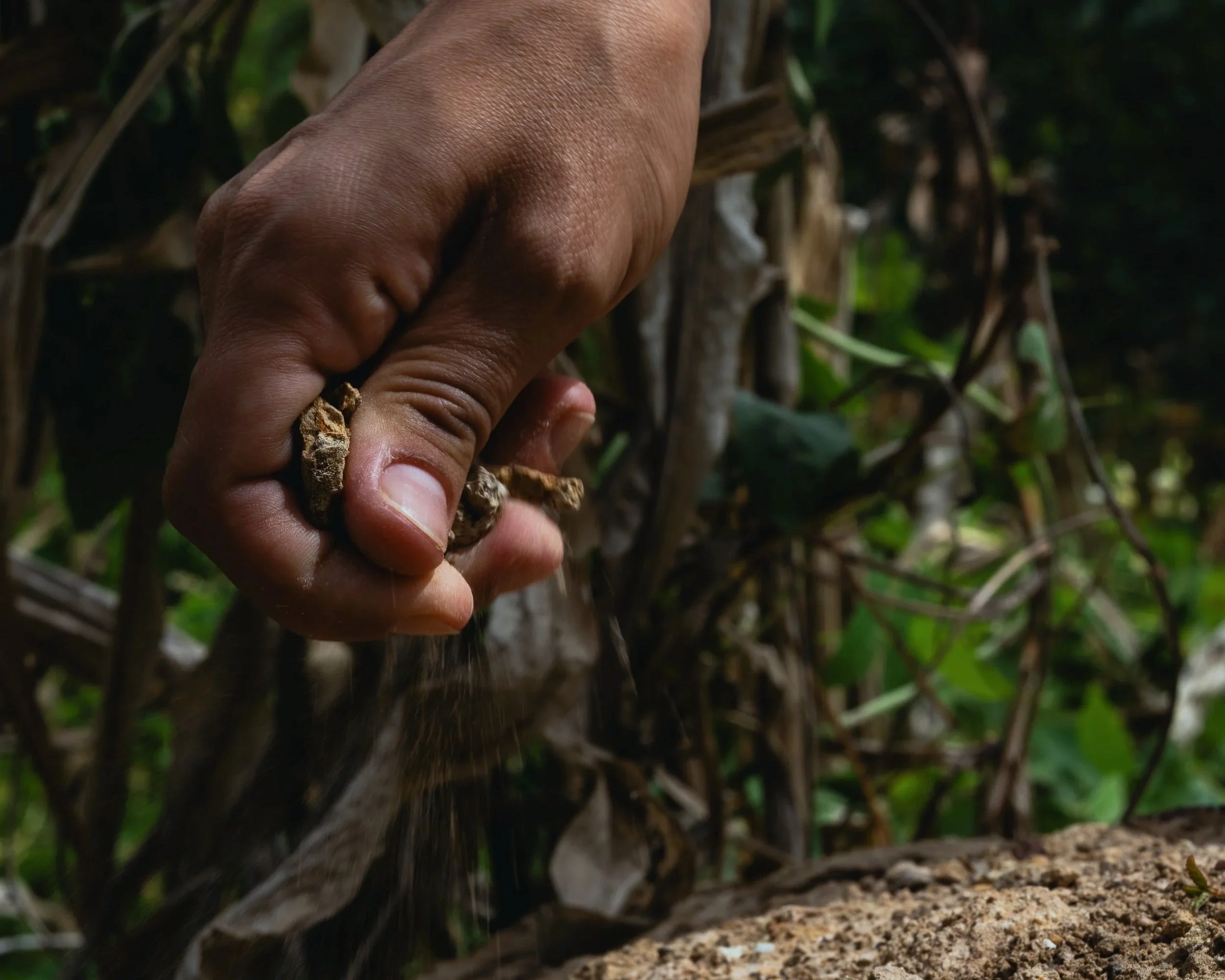 Clay Harvest: KM6