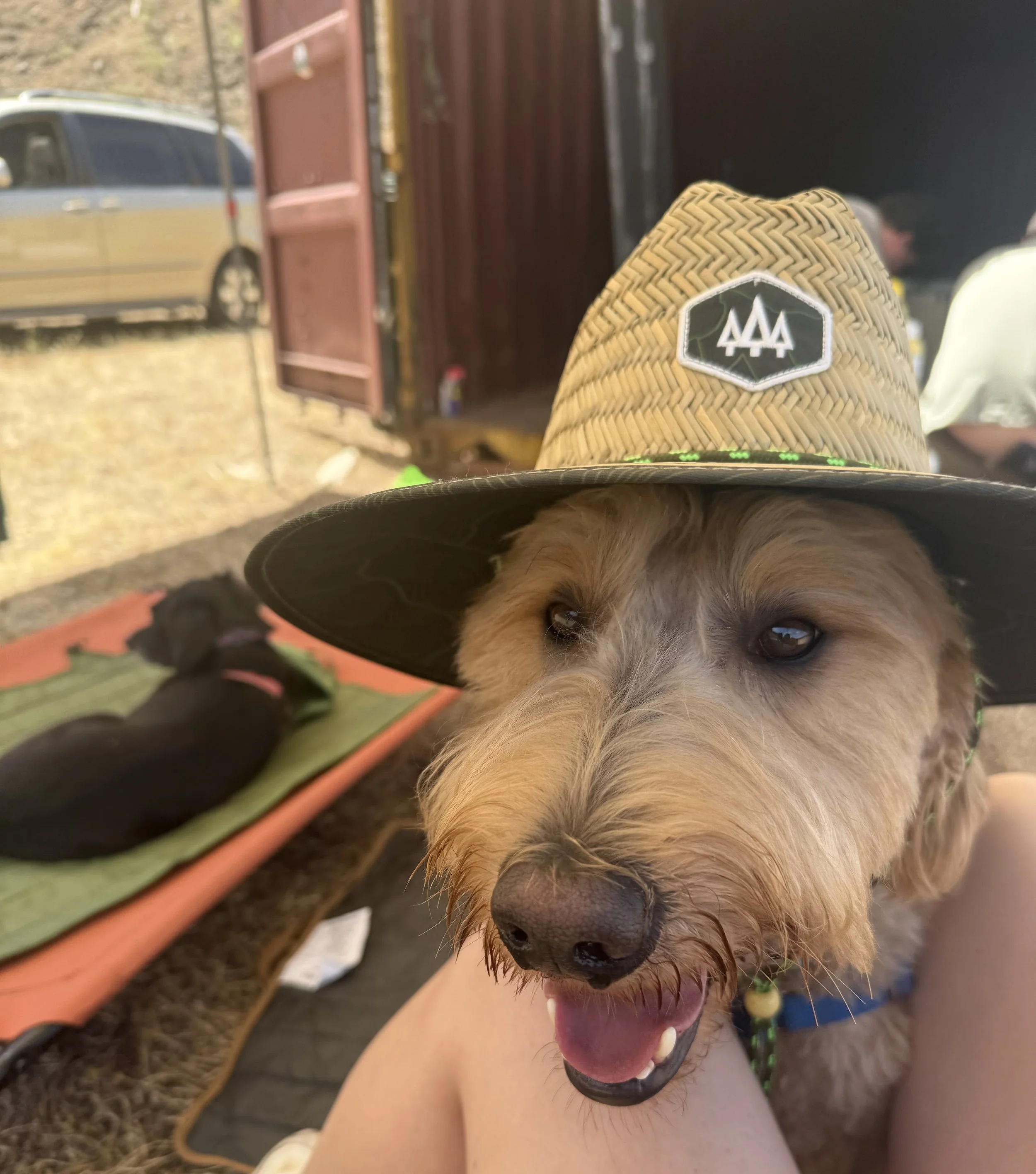A dog wearing a woven hat with an AAA emblem sitting outdoors, with another dog lying on a mat in the background.