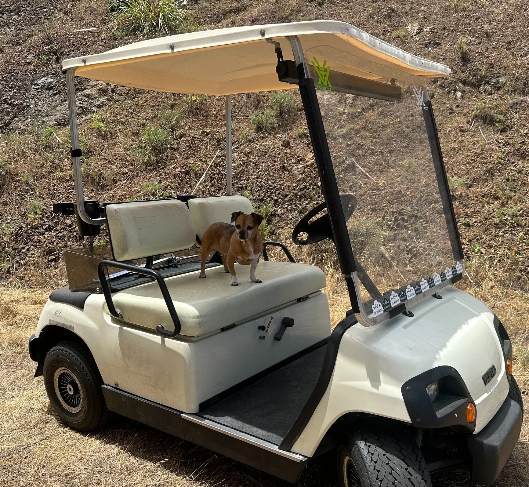 A white golf cart with a small dog standing on the passenger seat, parked outdoors on dry grass with a hillside background.