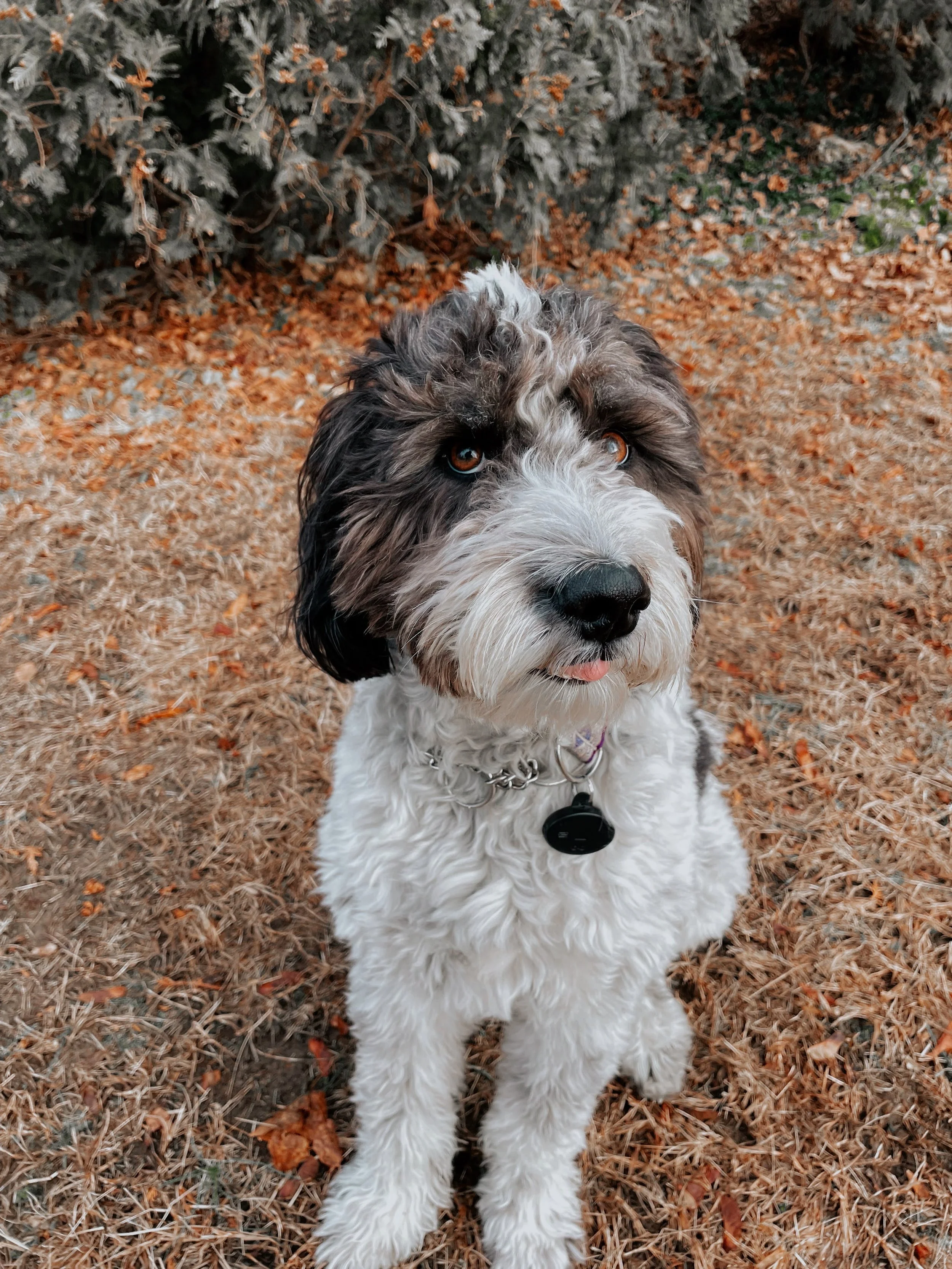 Cute fluffy dog with black, gray, and white fur sitting on a bed of brown leaves and grass, with bushes in the background.