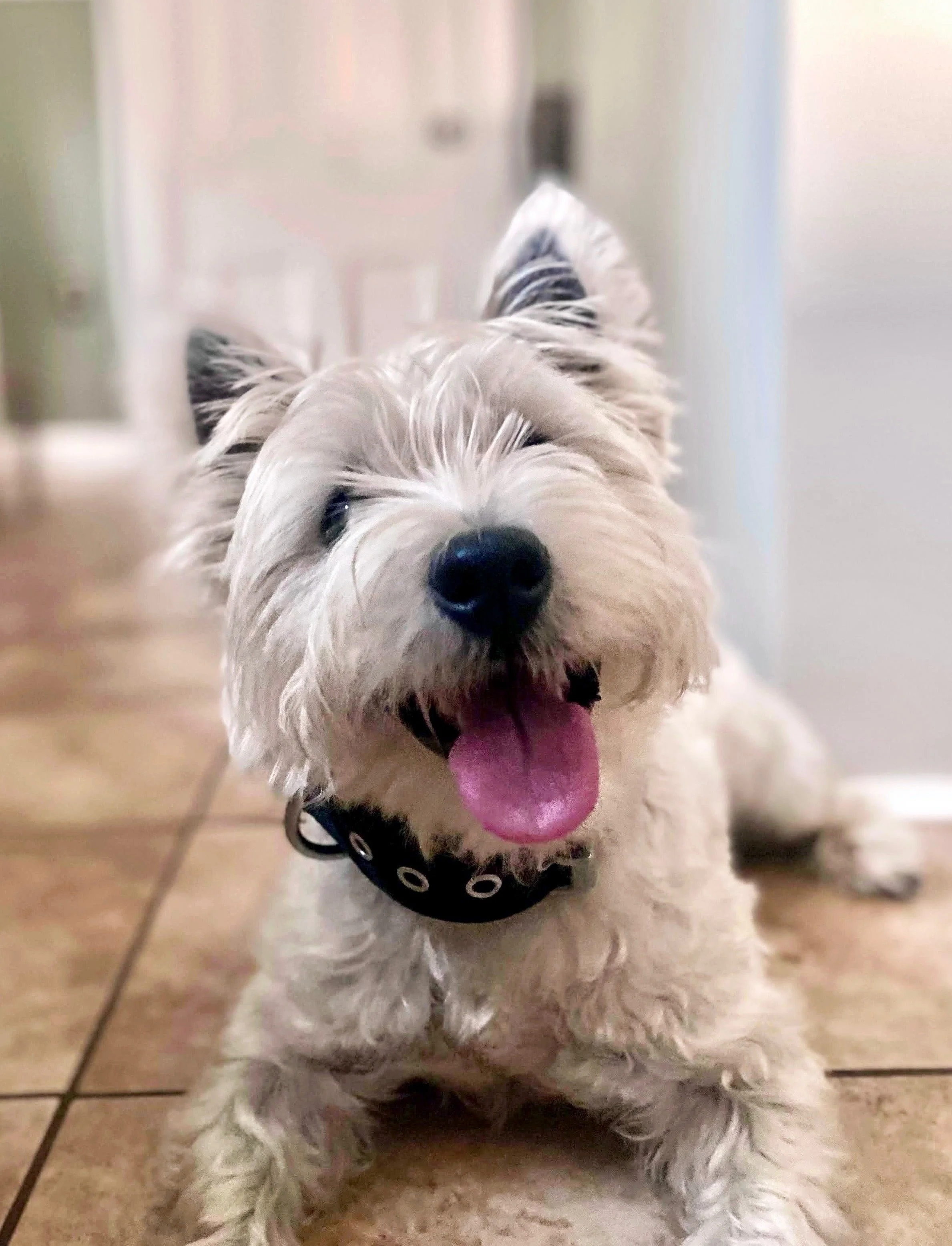 A fluffy white dog with a black collar sitting on a tile floor with its tongue out and smiling.