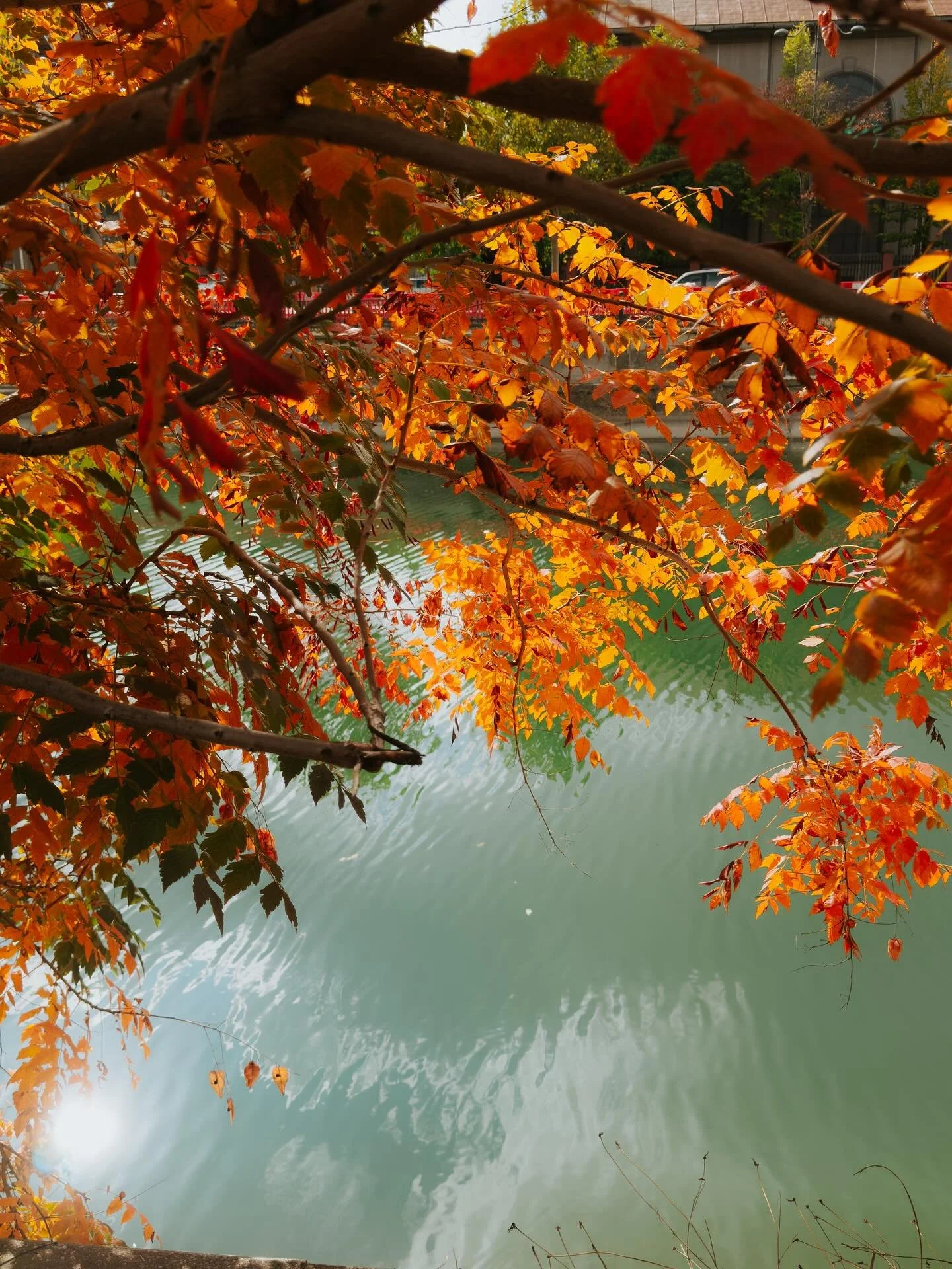 Just an autumn walk in #bucharest 🍁🍂🏙️

#autumn #autumnvibes🍁 #autumncolors🍁 #autumniscoming #fall #fallishere #bucharestlife #bucurești #bucuresti #bucurestioptimist #bucurestirealist #bucharestcityfeelings #streets #streetphotography #buchares