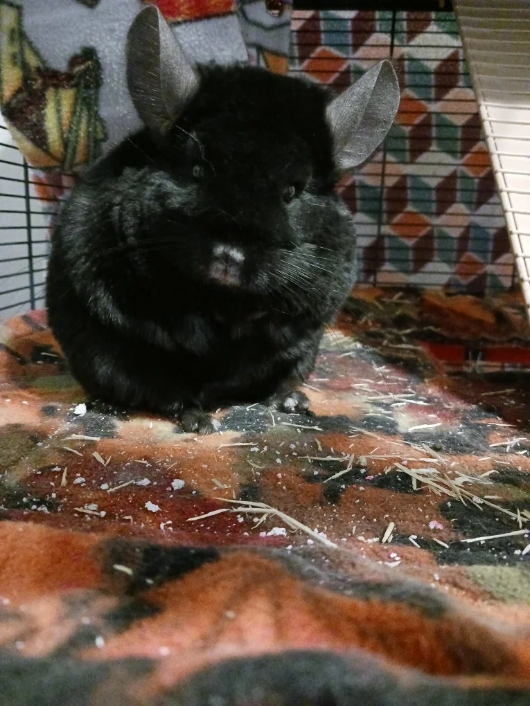 Ebony Chinchilla
