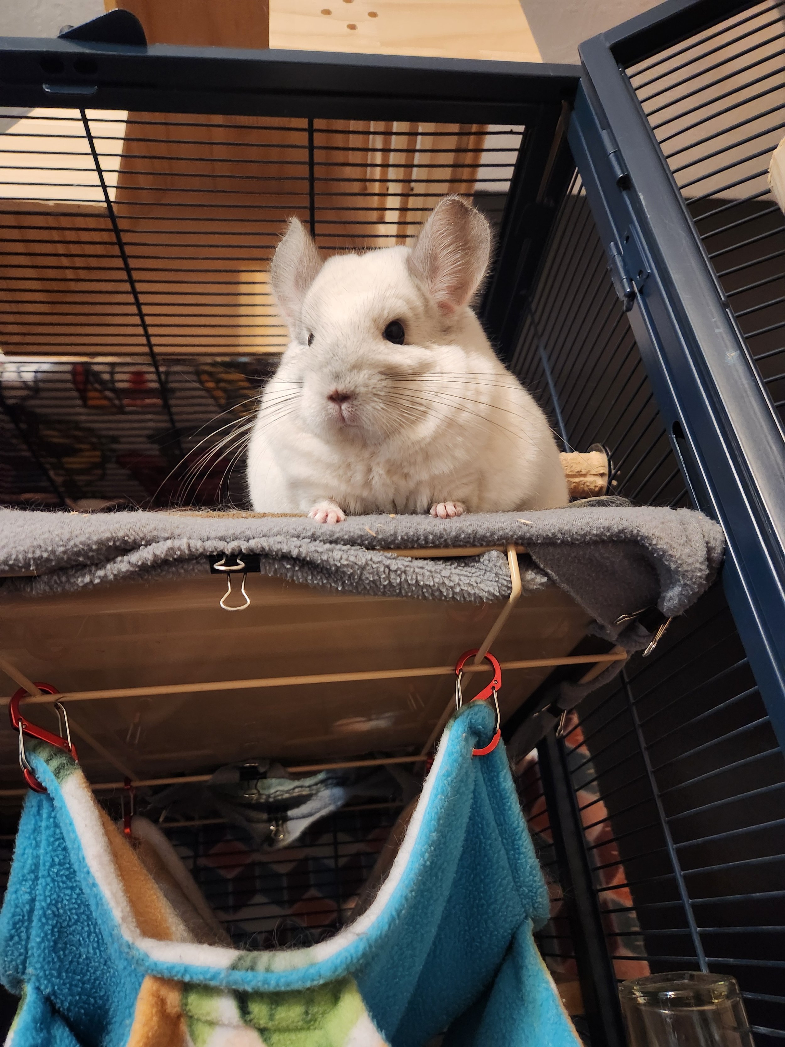 White chinchilla