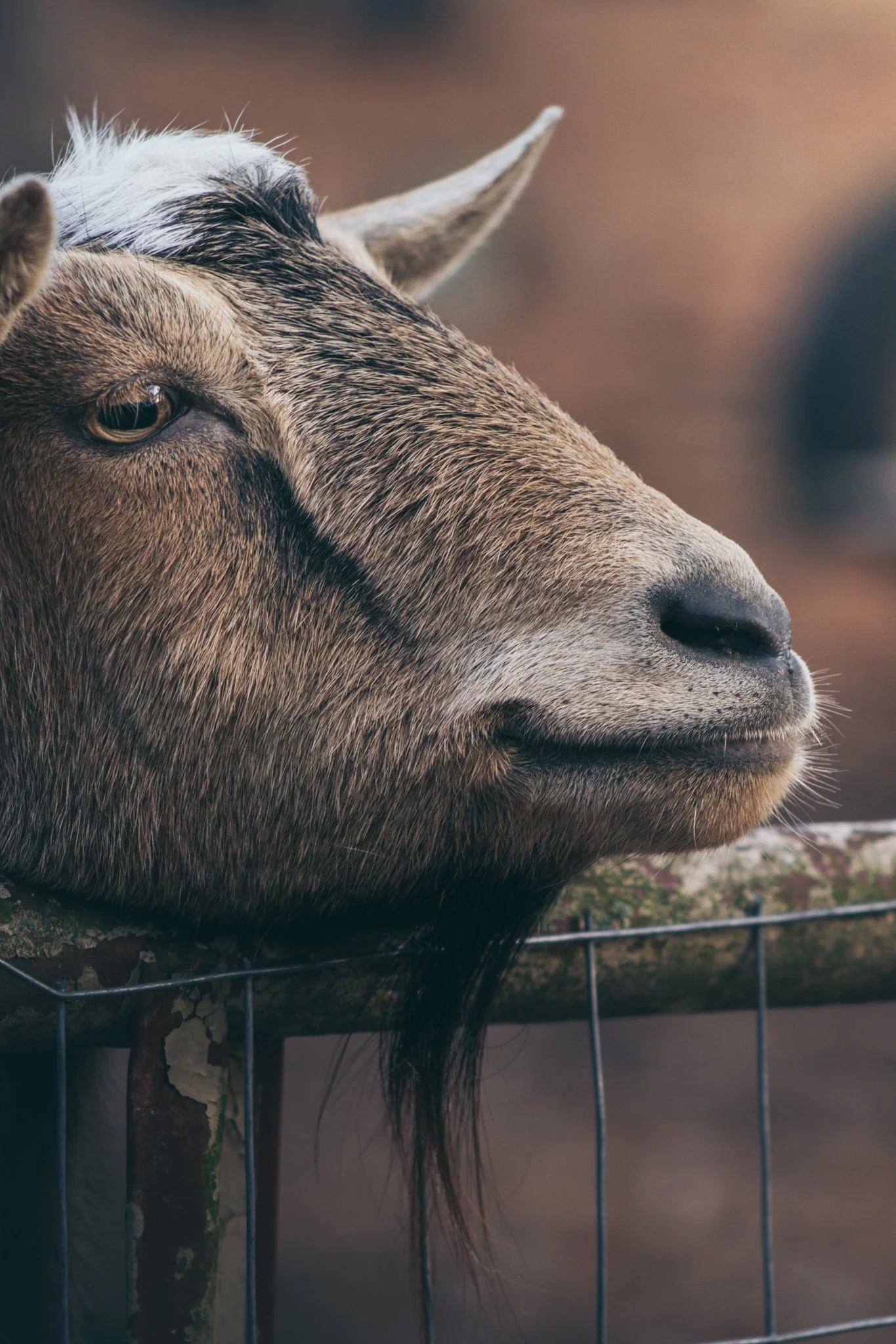 FARM SANFORD-150.jpg