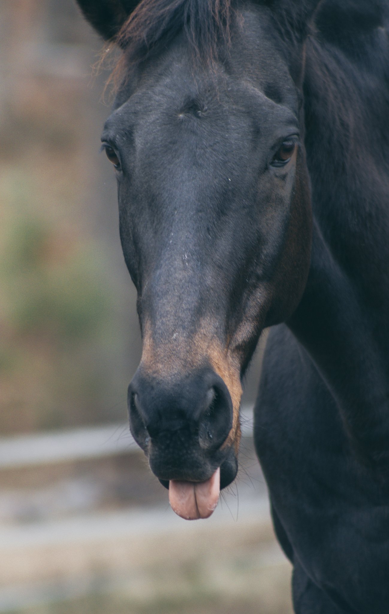 FARM SANFORD-185.jpg
