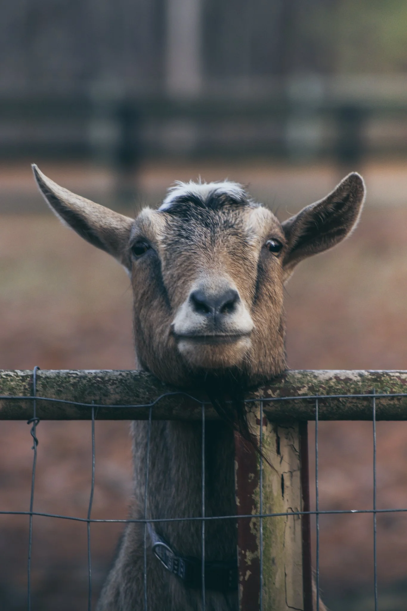 FARM SANFORD-153.jpg