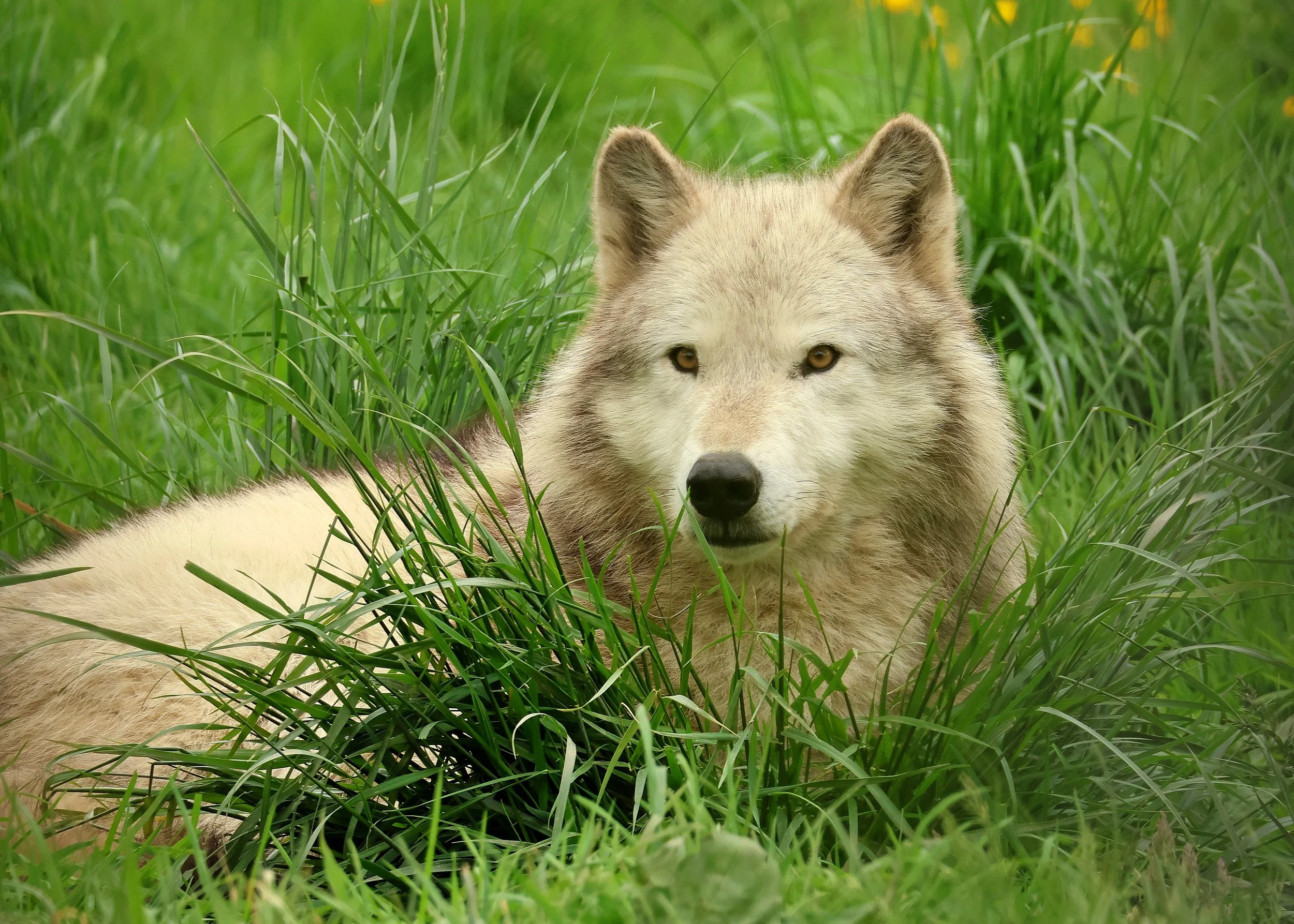 Qantaqa by Nancy Hill