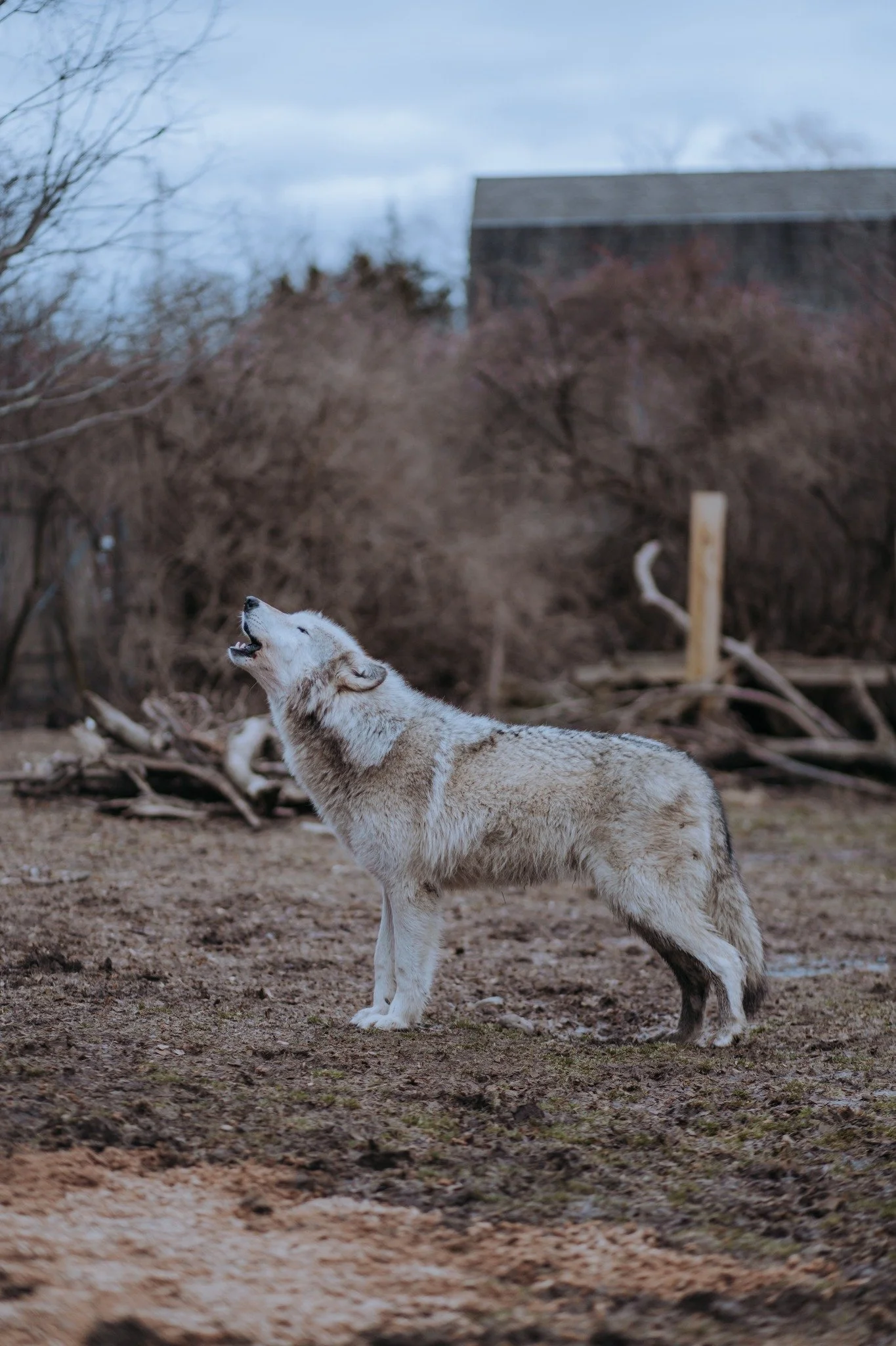 Qantaqa howling, 2024