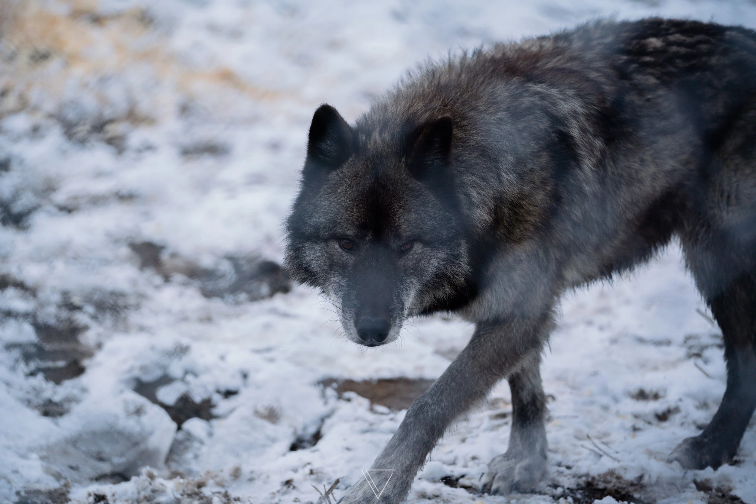 Skully by Vander Vision