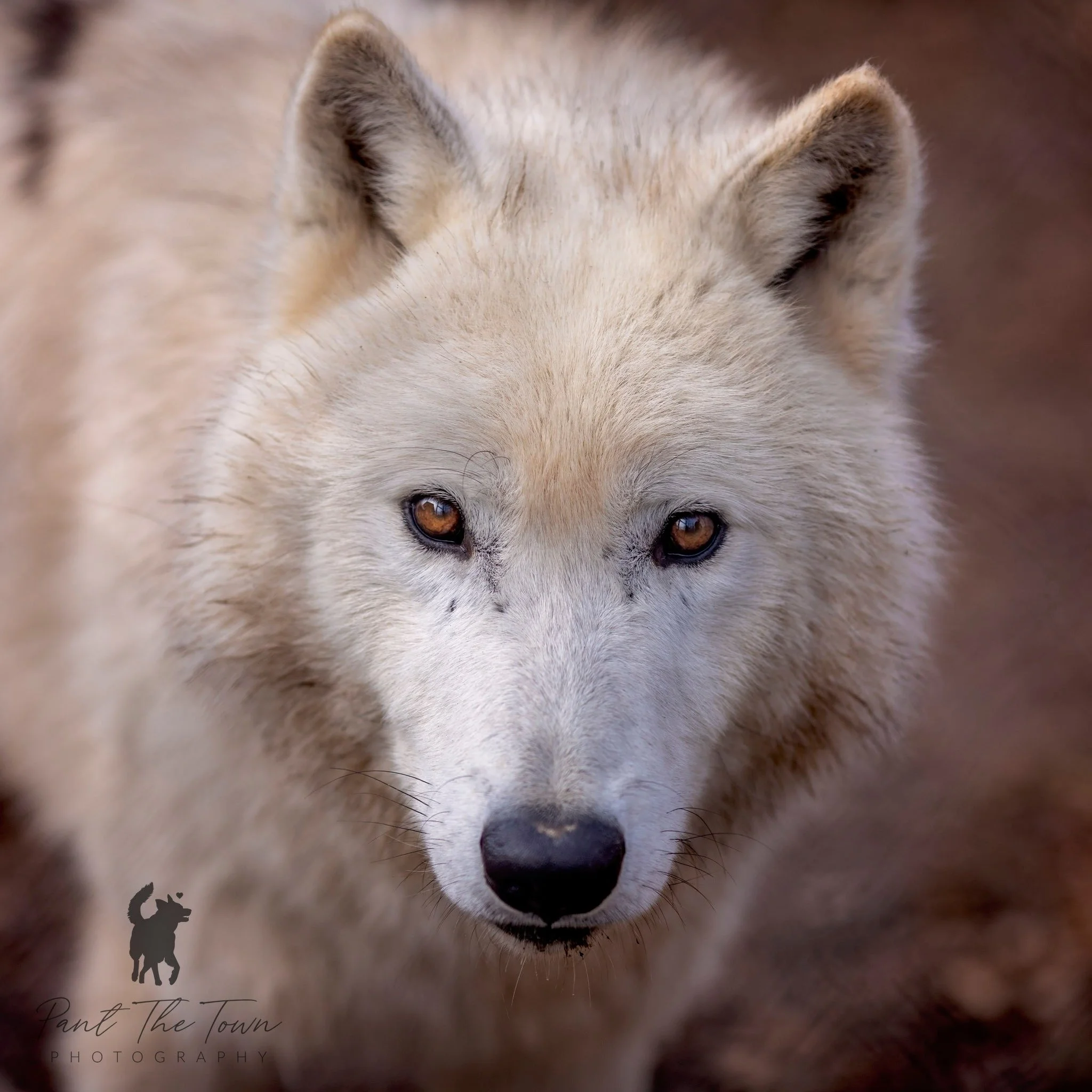 Vilkas by Pant The Town Photography 