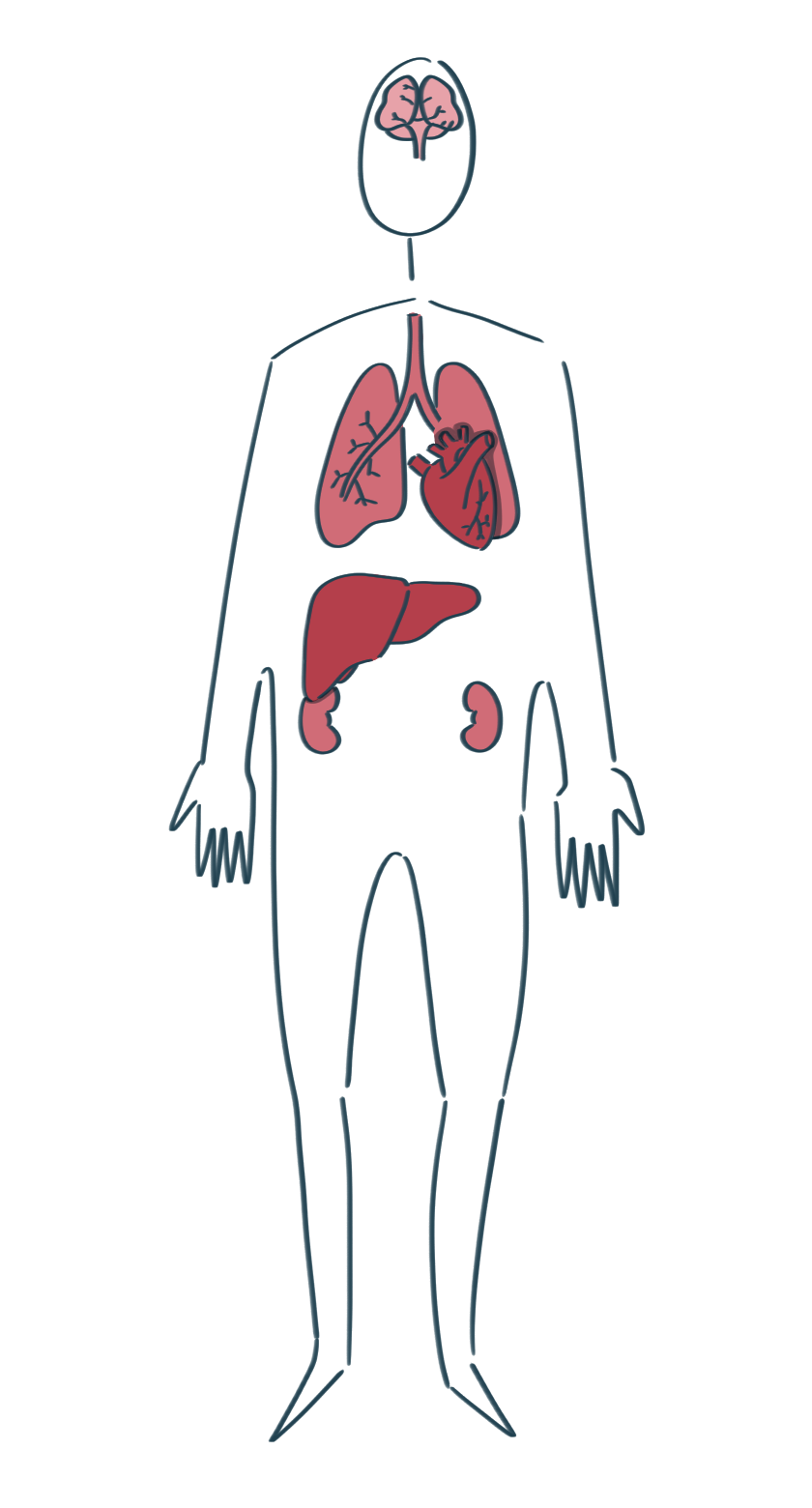 peopleorgans v01.png