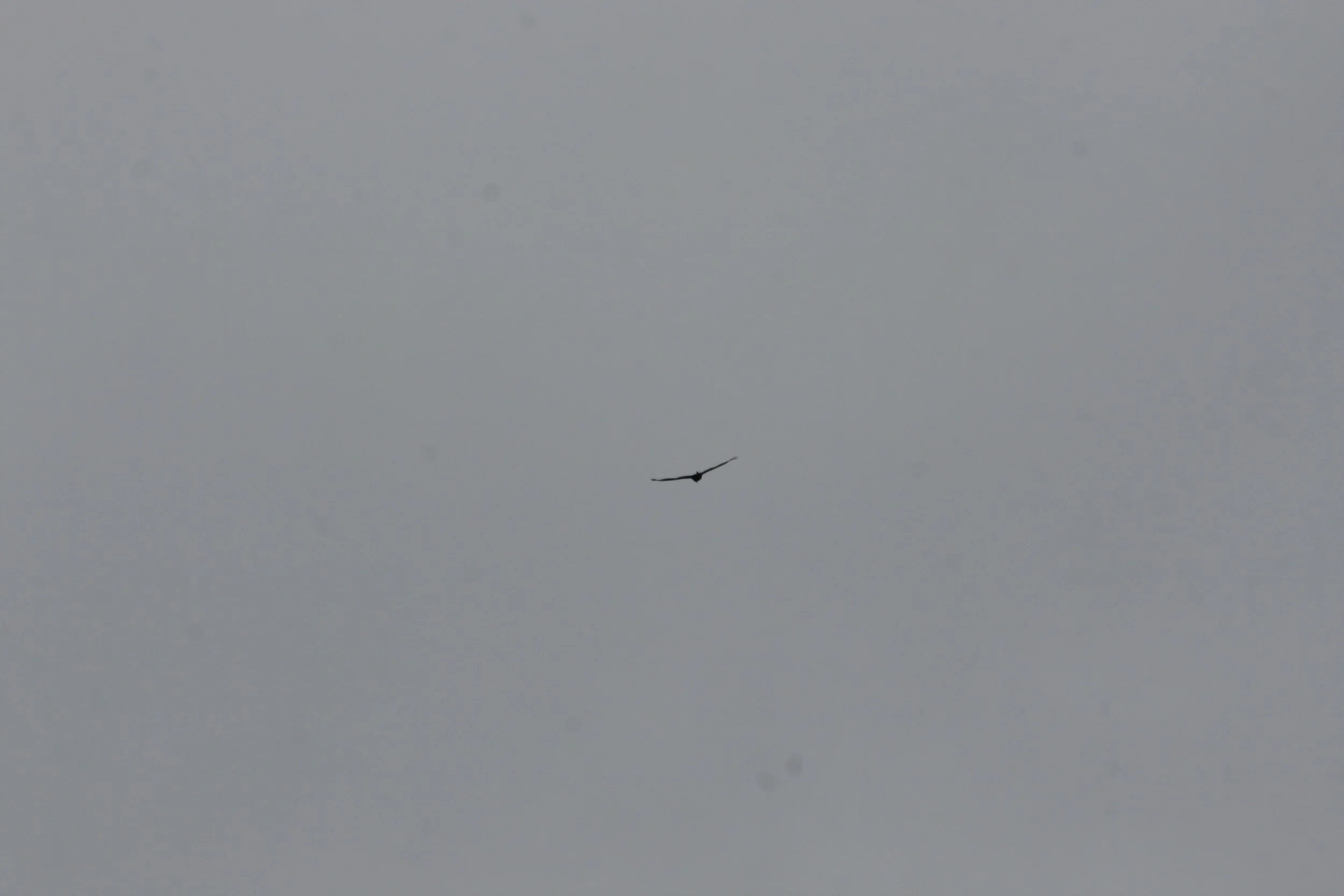IMG_7154.jpg