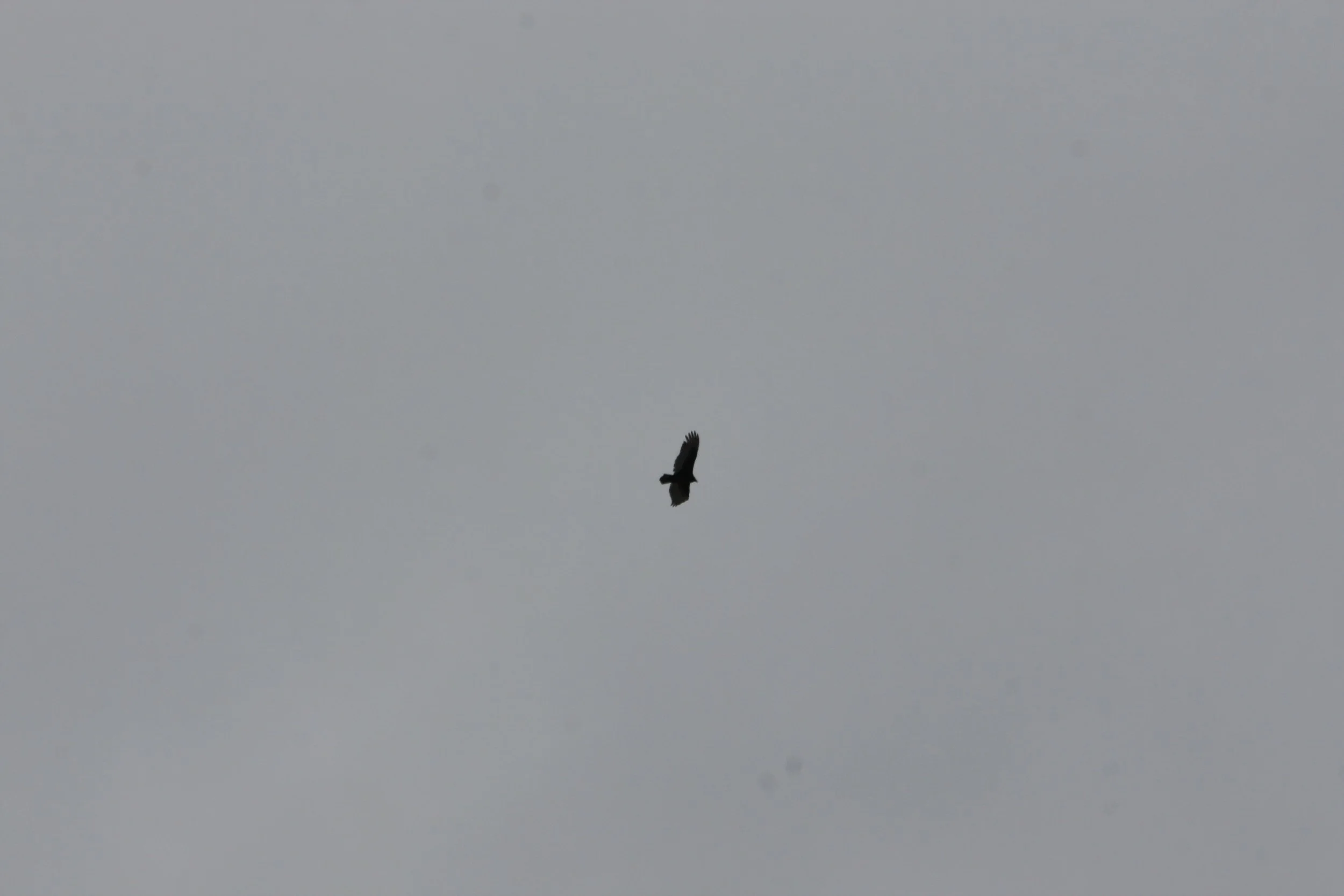 IMG_7147.jpg