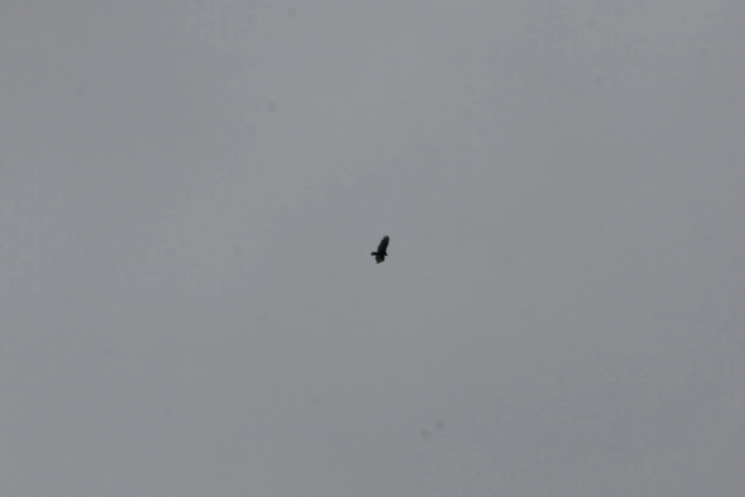 IMG_7156.jpg