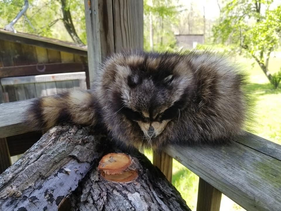 coonskin.jpg