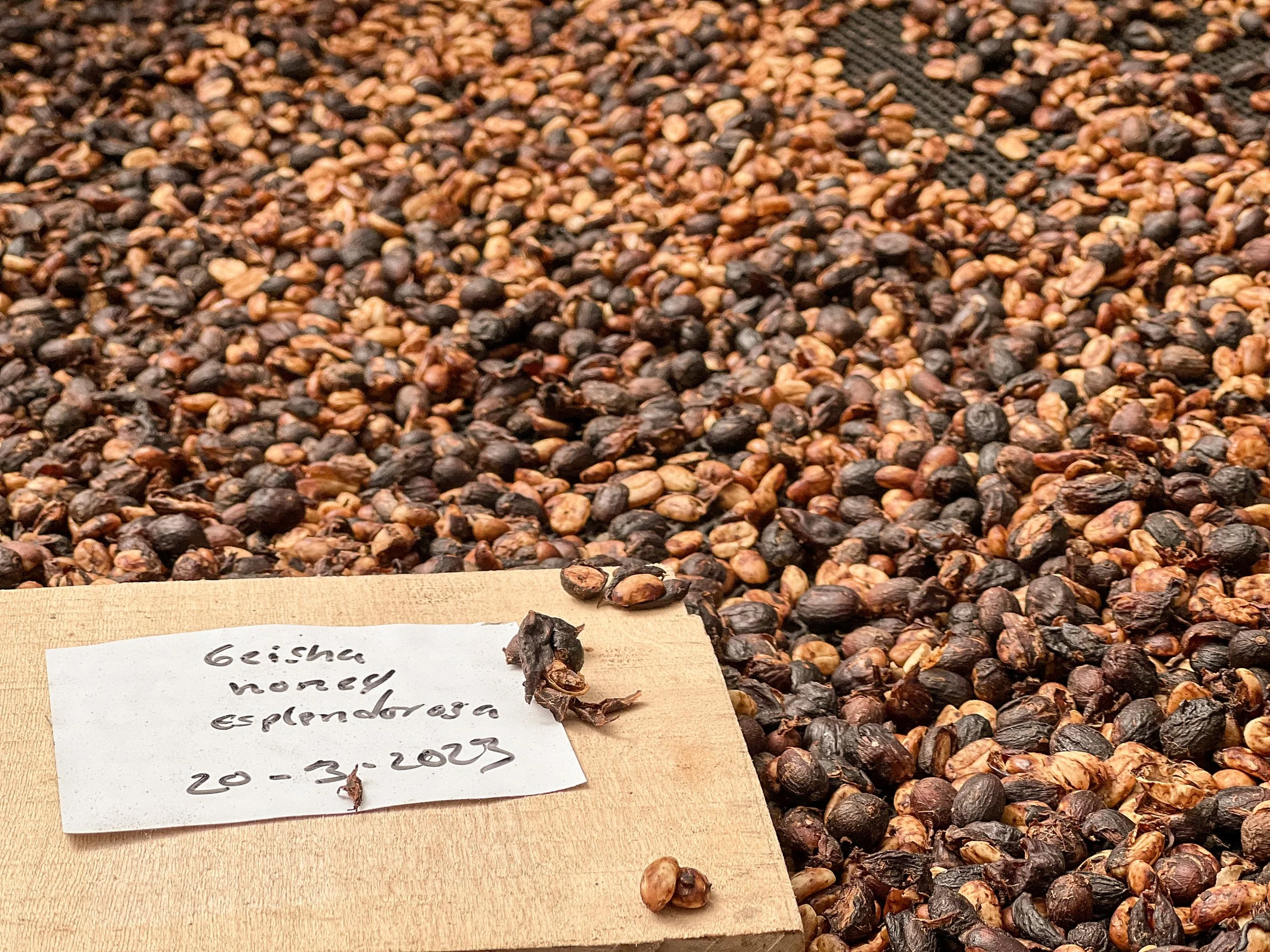 Drying coffee beans labeled Geisha honey process with date