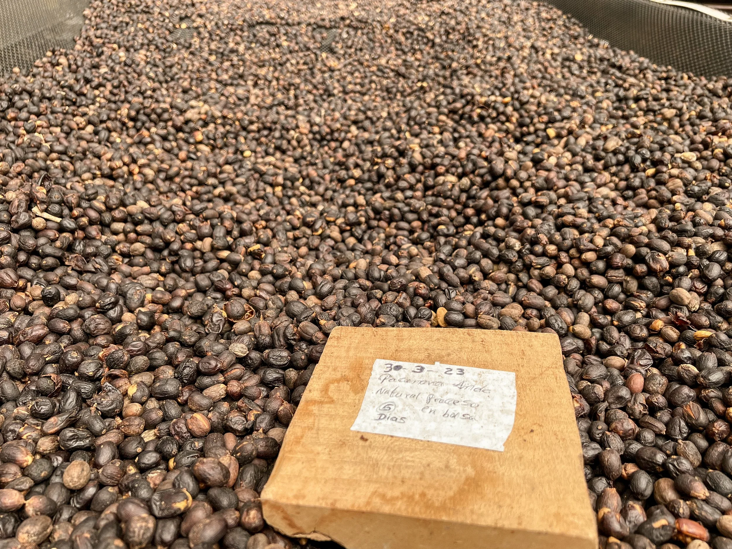 A large pile of drying coffee cherries with a handwritten label indicating processing details on a small wooden plank in the foreground.