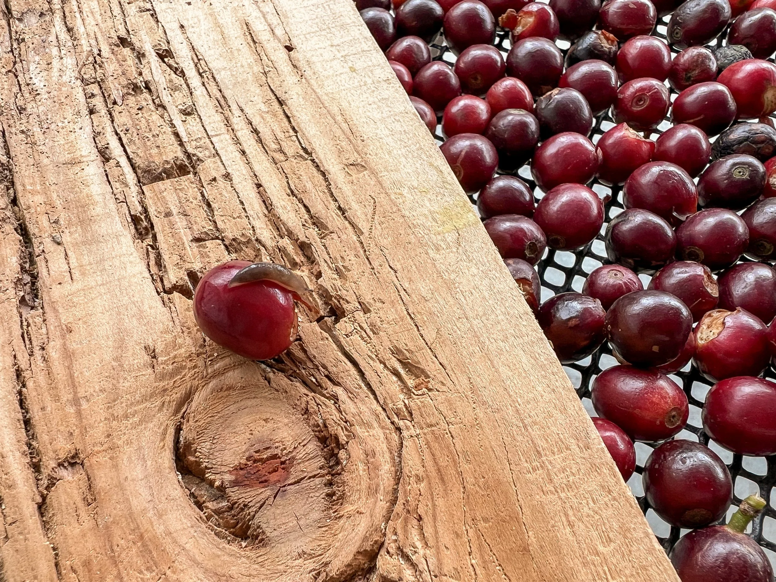 Red coffee cherries drying on a wooden surface and a mesh net.