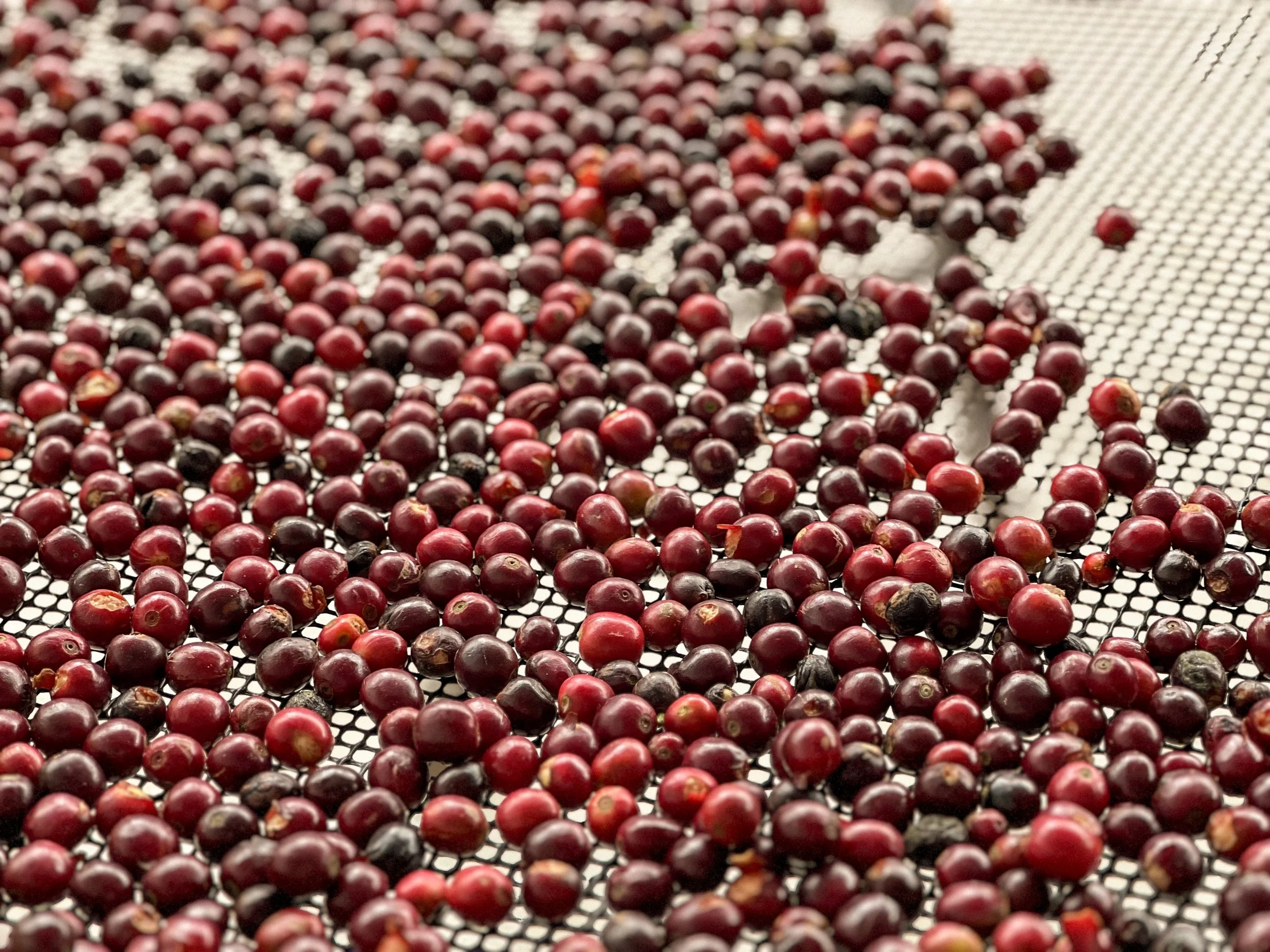 Coffee cherries drying on a mesh surface.
