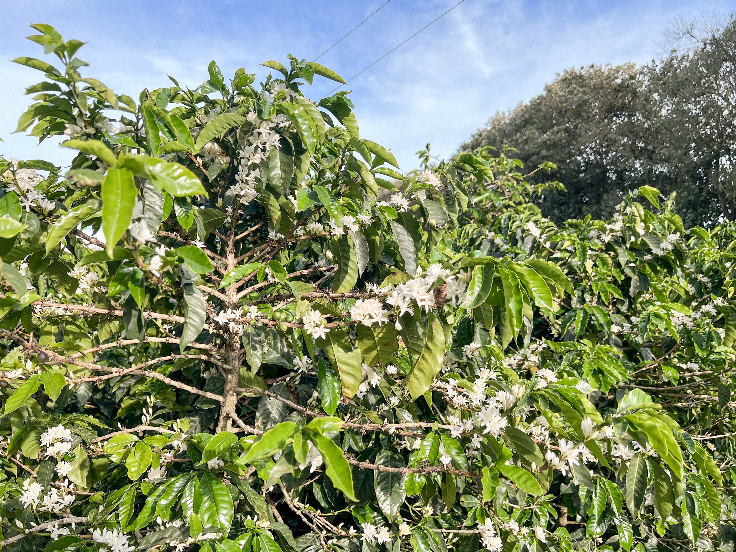 Coffee plant with white flowers and green leaves under a blue sky.