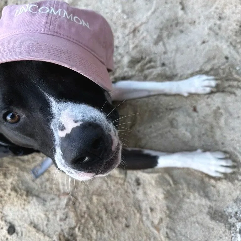 Pink Uncommon Dad Hat