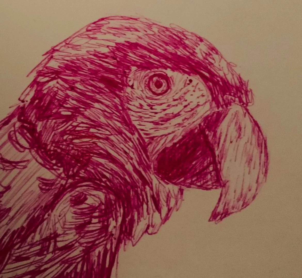 Red pen sketch of a parrot's head on paper.