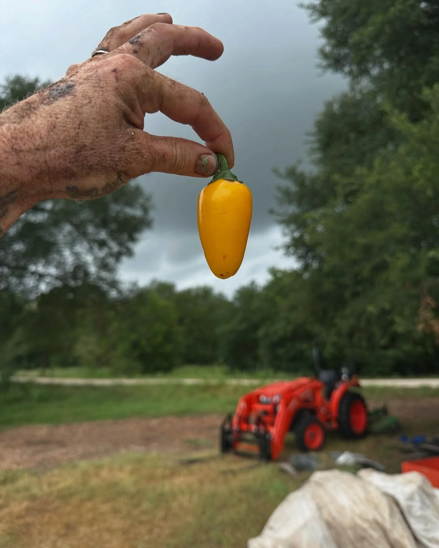 Having a little out of office moment tomorrow, farm-style (at Patchwork this means taking a half day and swimming in the river after we check a few things off our to-do list) 😎
Deliveries will be back up and running next week as usual, and we canno