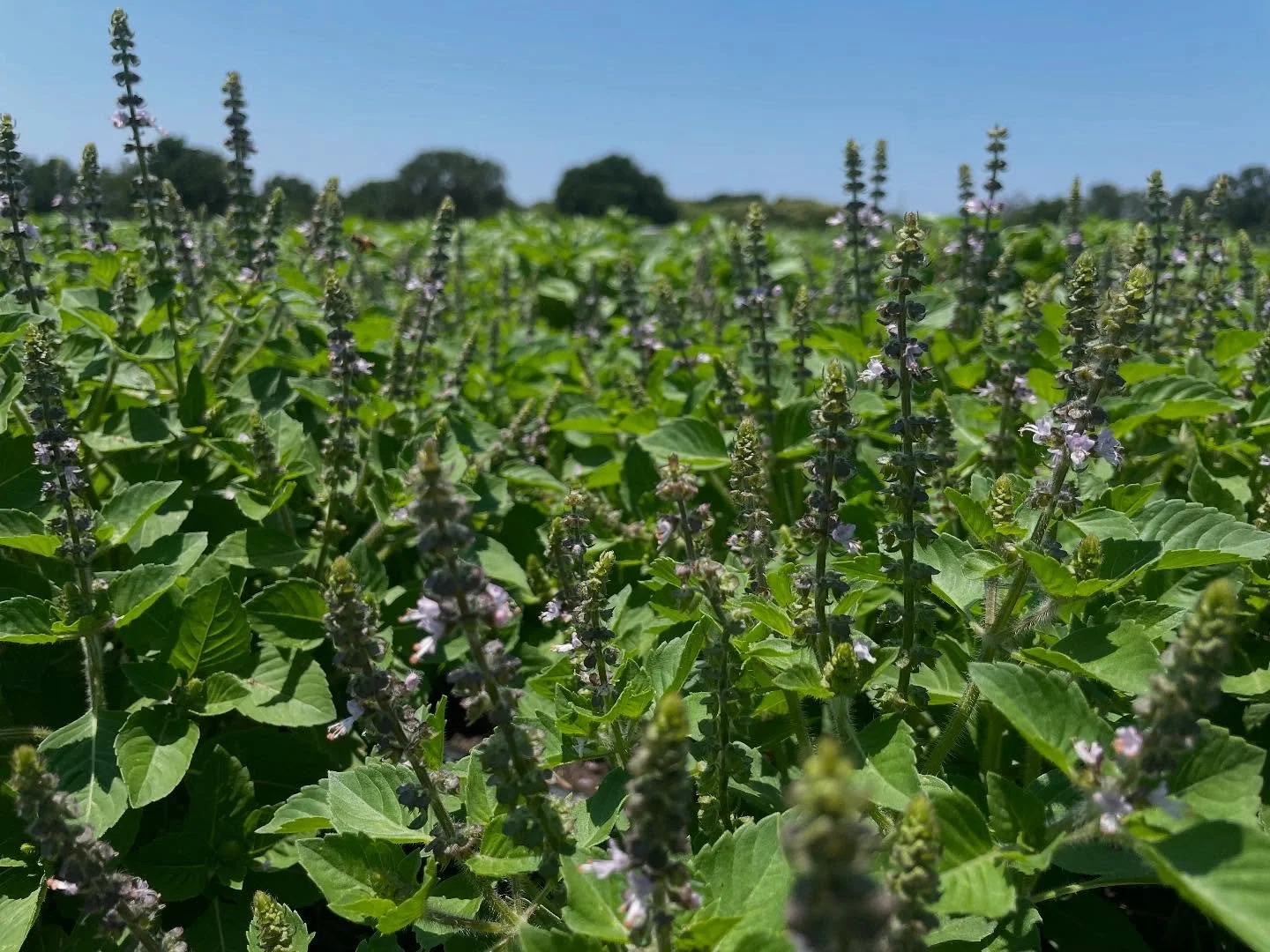 Safe to say we have entered ~peak basil season~ around these parts! 😍 Tulsi basil is a comforting, aromatic, and nervous-system supporting herb we love to make lunchtime tea with out on the farm. Tulsi’s beautiful fragrance and unique flavor (