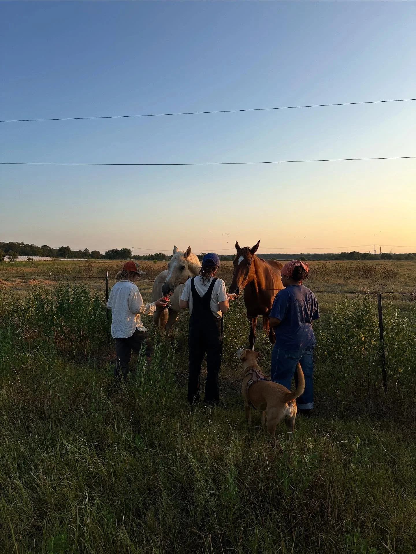 Wholesome “feeding horses watermelon at sunrise” content for your frazzled nerves! You are welcome! If your nerves are not frazzled please share your secret!
But really, farming with this crew is already such a joy and privilege 😌 So gr