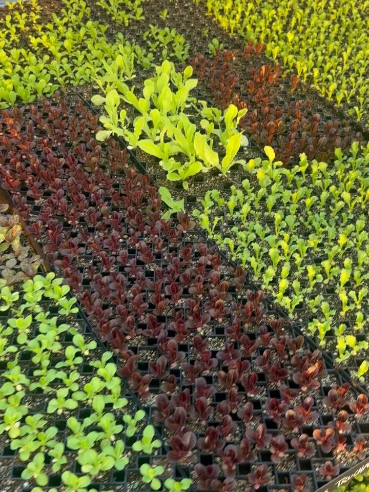 Shout out to plants for being AMAZING because these guys, many of whom truly prefer cool weather, have lived their whole lives in a greenhouse that hits about 110 degrees every day (🥴) and somehow still keep on growing and thriving! May we all learn