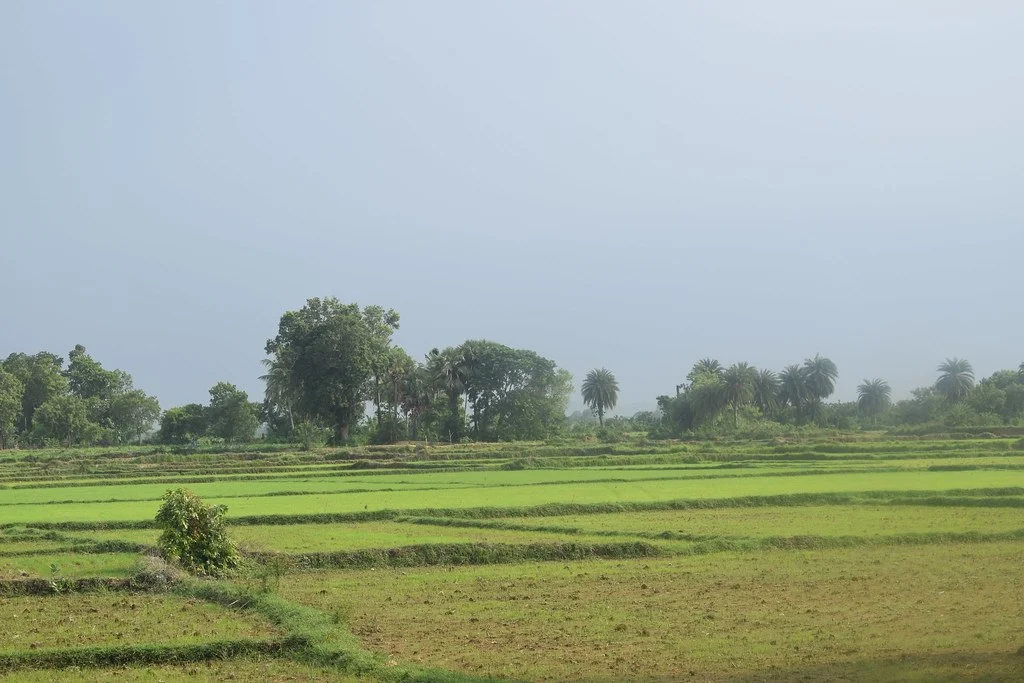One Health as a Solution for Food Systems in Odisha