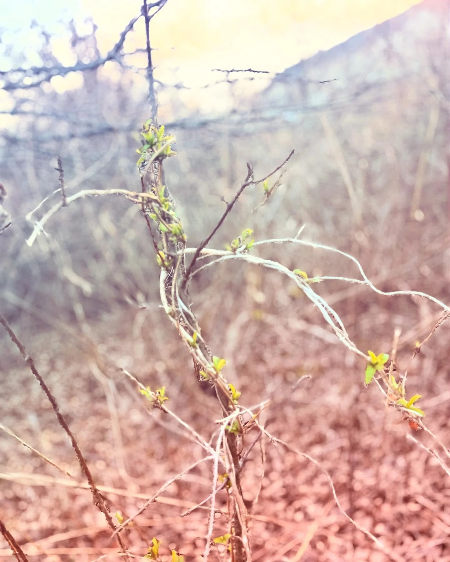 Plot twist: it wasn&rsquo;t dead, just dramatically waiting for spring. 

Same.

Winter stripped it bare, but life finds its way back. Little neon signs of what&rsquo;s next. 

Happy Spring Equinox. 🌷🌸🌱