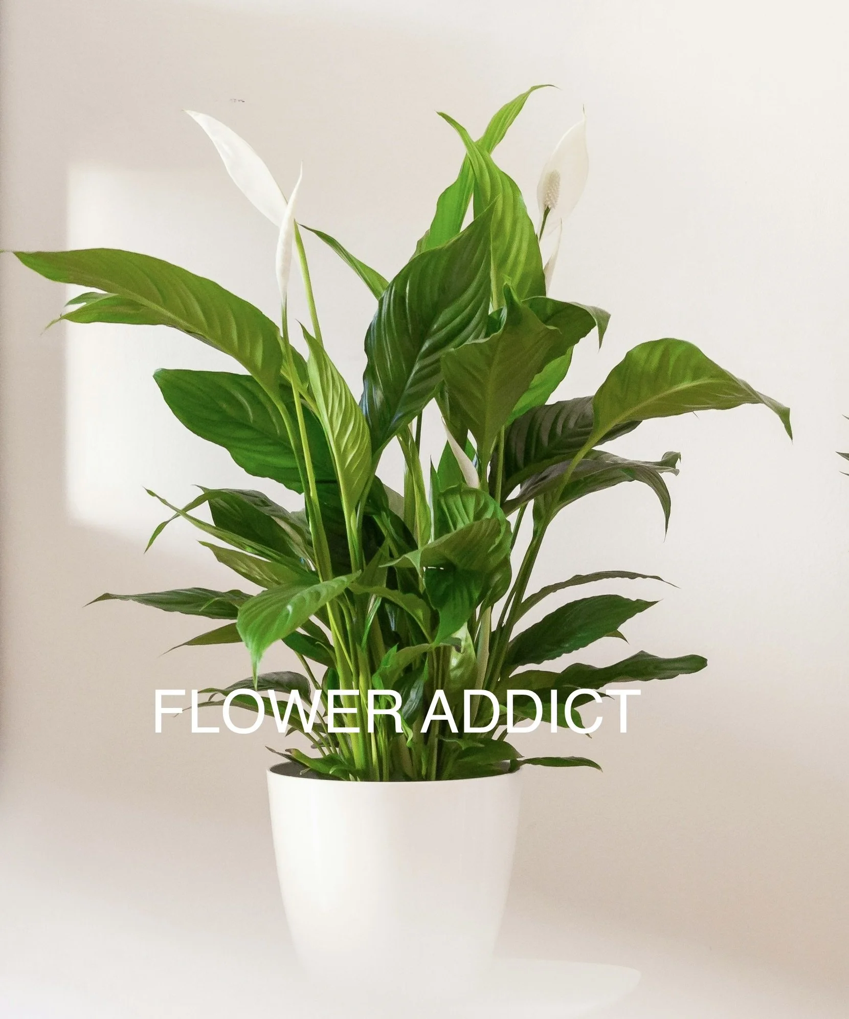 BEAUTIFUL PLANT IN A POT