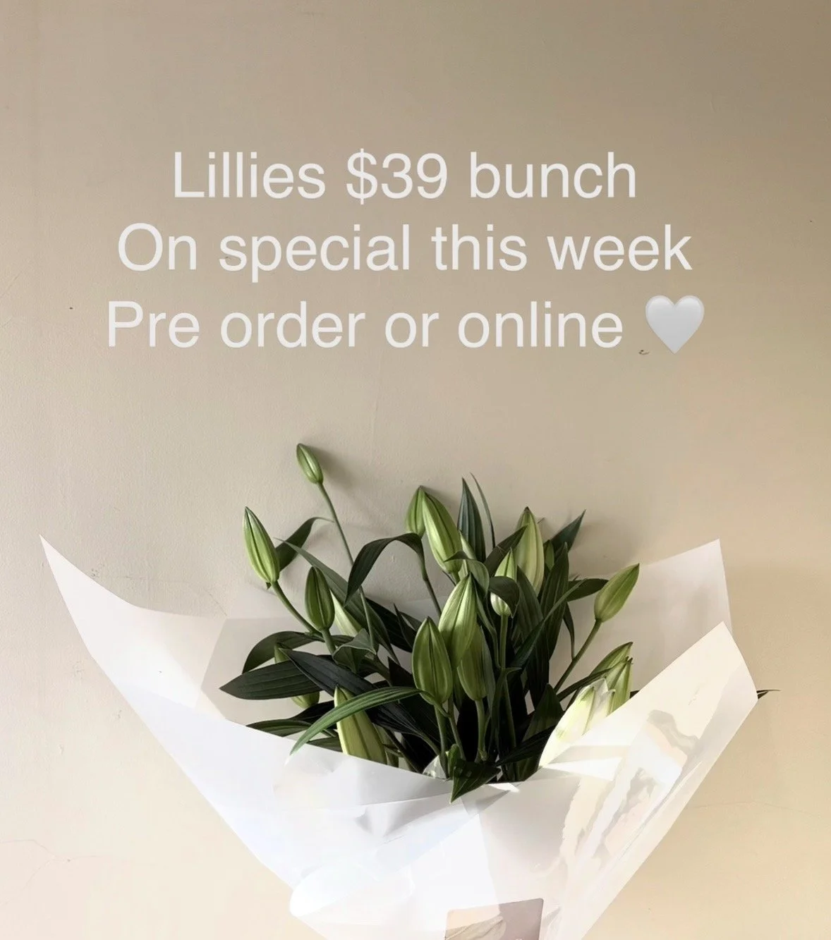 PINK ORIENTAL LILLIES